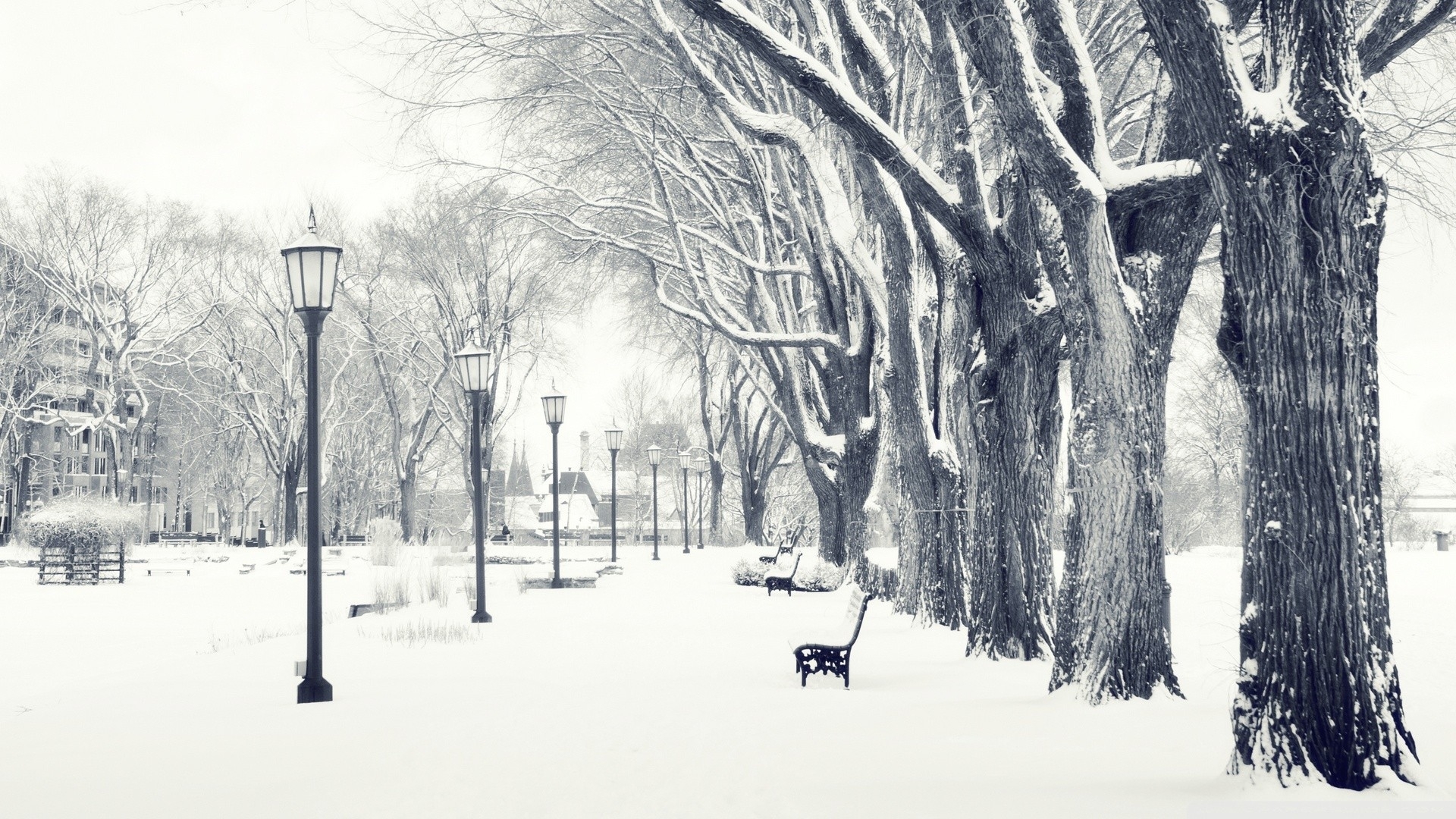 lamp, photography, winter, bench, black & white, lamp post, park, season, snow, tree