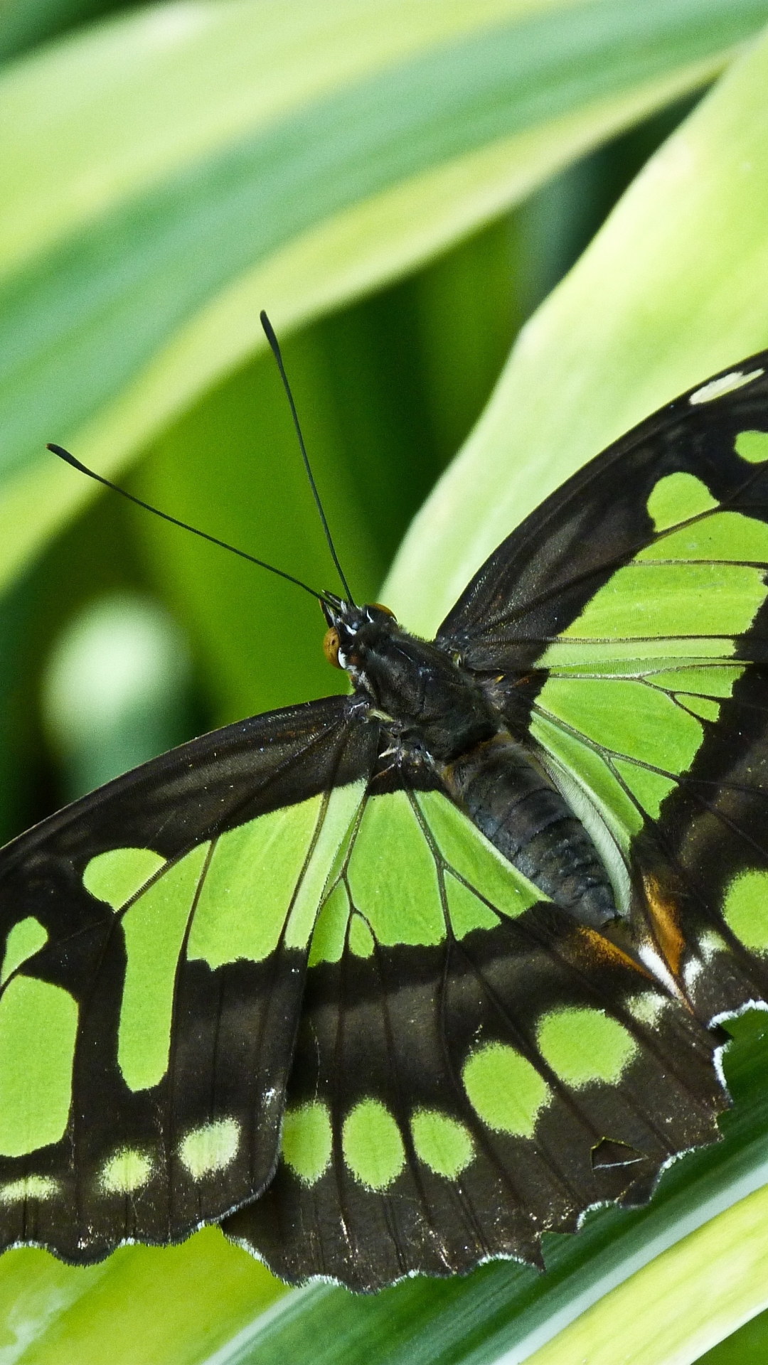 Download mobile wallpaper Butterfly, Animal for free.