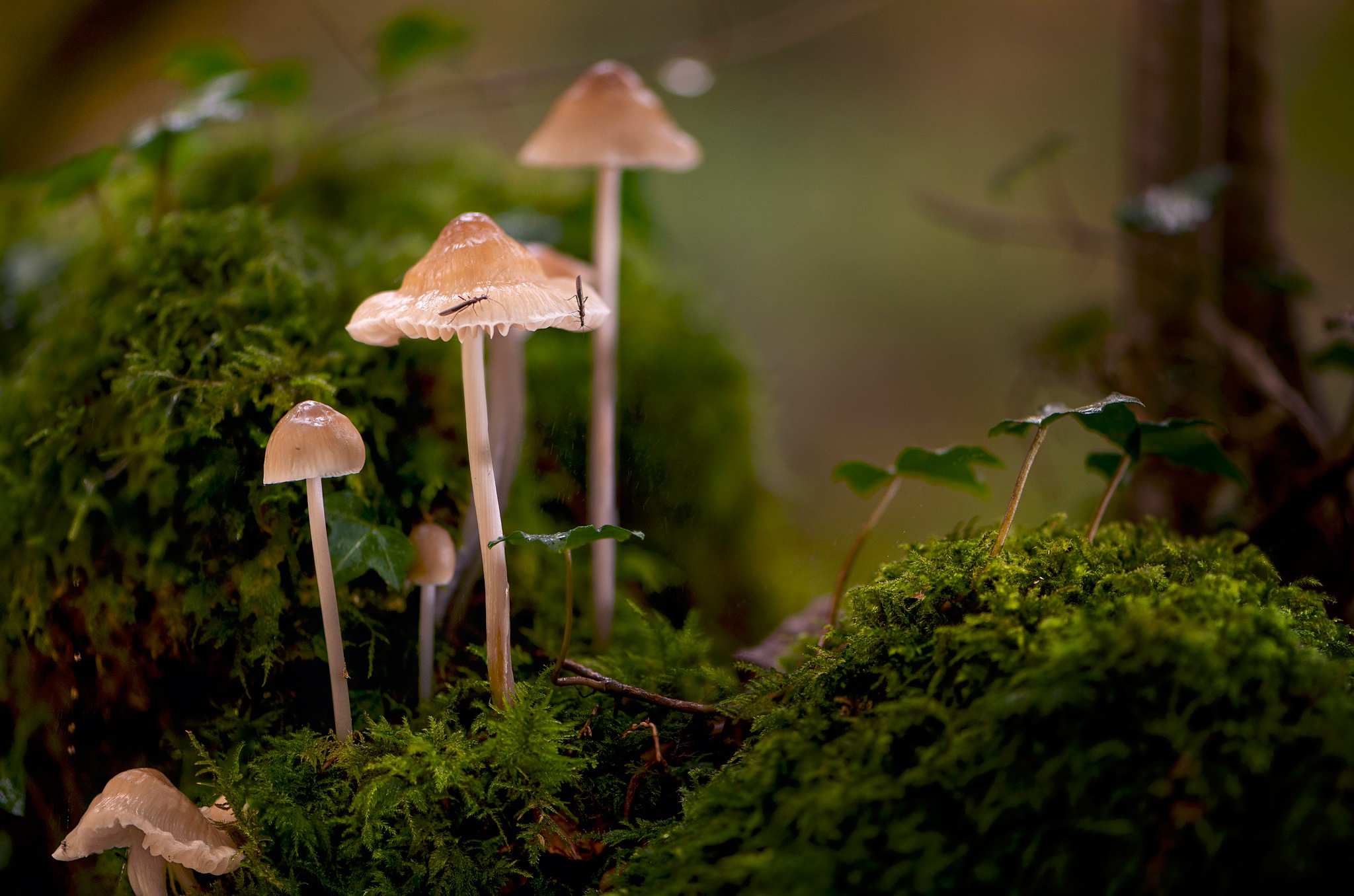 Laden Sie das Makro, Pilz, Moos, Erde/natur-Bild kostenlos auf Ihren PC-Desktop herunter