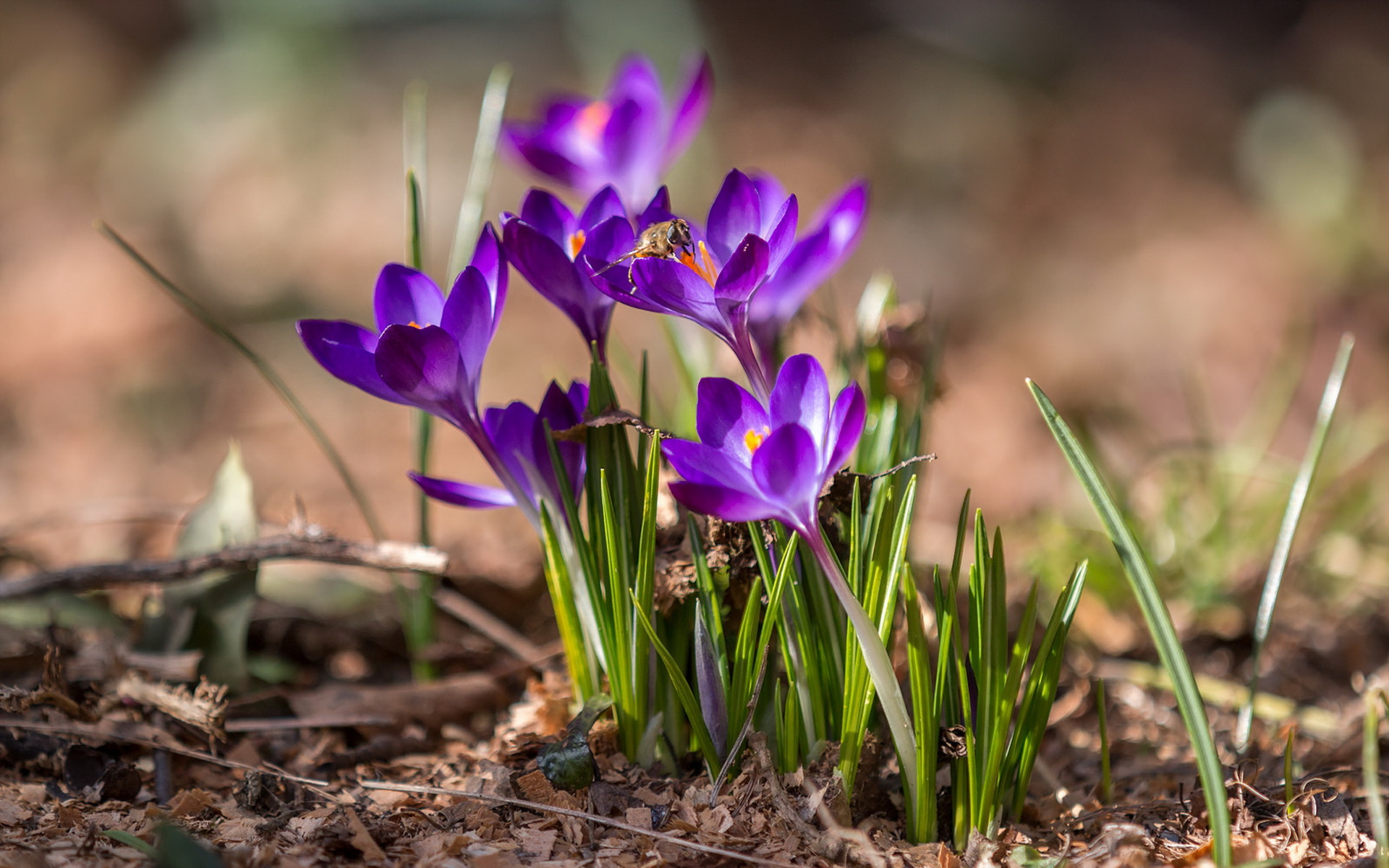 無料モバイル壁紙フラワーズ, 花, 地球, 蜂, 春, クロッカス, 紫色の花をダウンロードします。