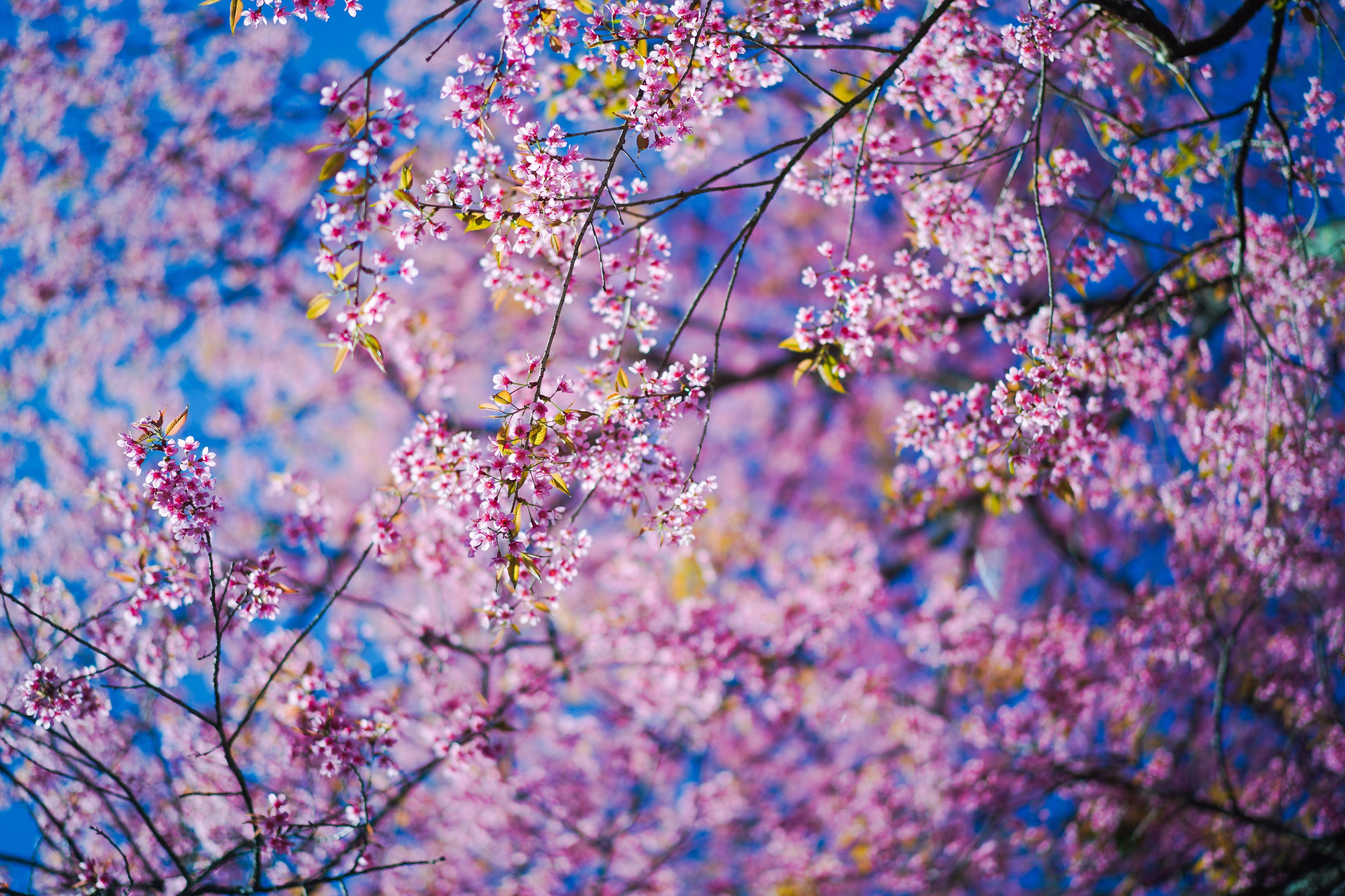 pink, sakura, flowers, branches HD wallpaper