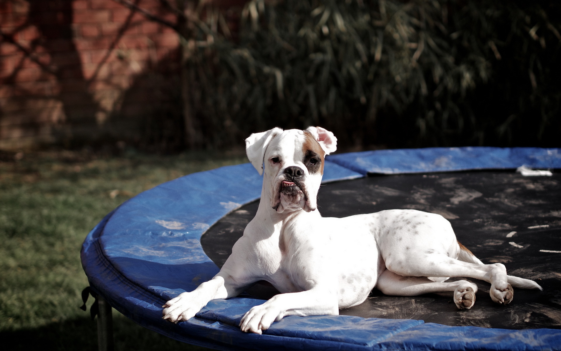 Baixar papel de parede para celular de Animais, Cães, Cão gratuito.