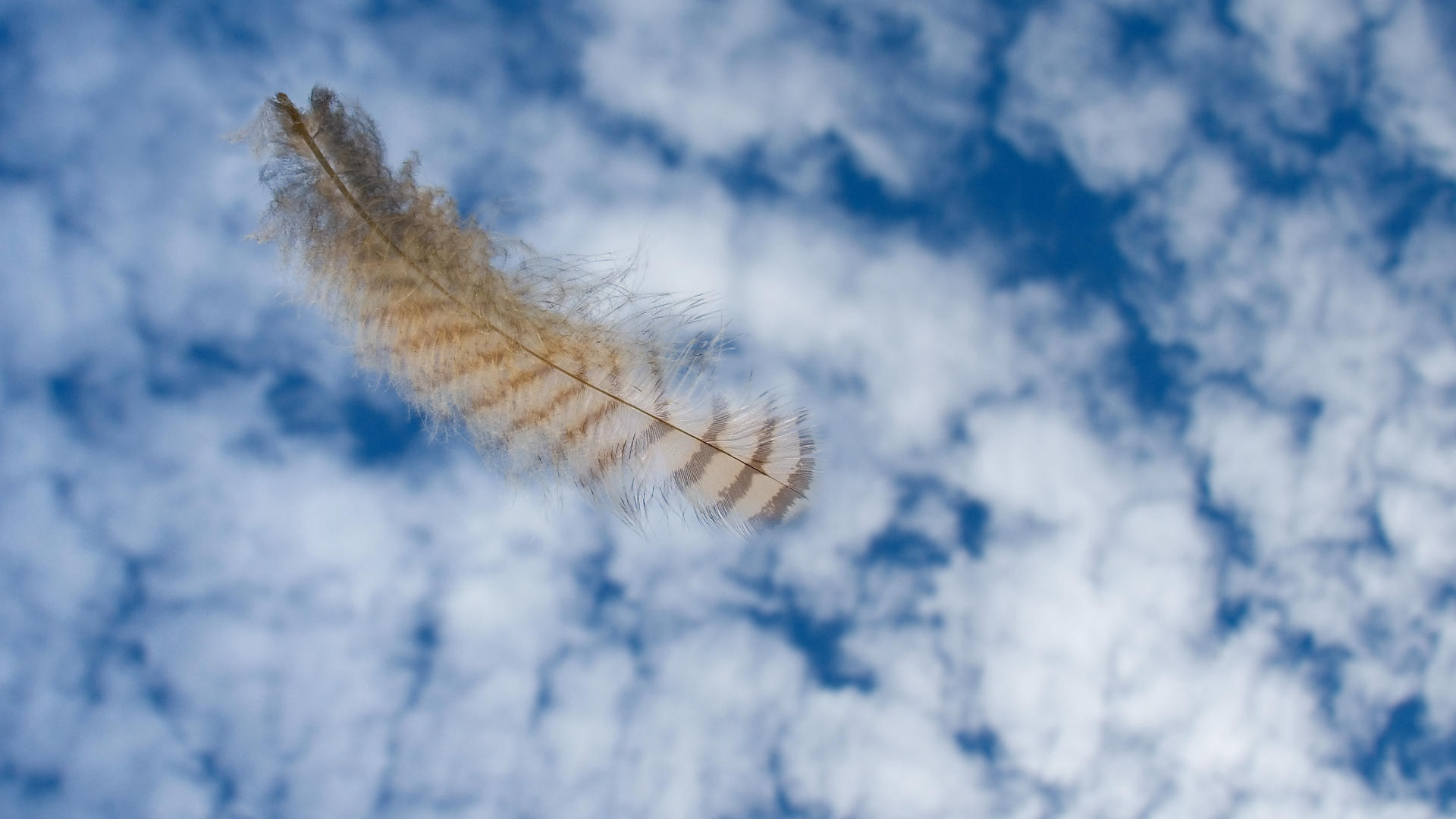 Download mobile wallpaper Sky, Feather, Bird, Cloud, Photography, Floating for free.