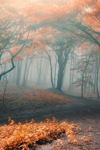 Download mobile wallpaper Forest, Fog, Fall, Earth for free.