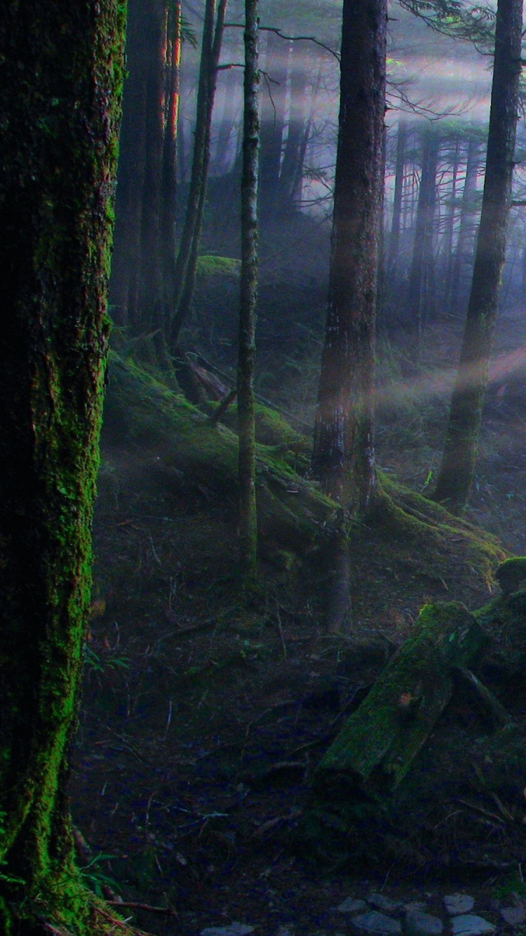 Handy-Wallpaper Wald, Sonnenstrahl, Erde/natur, Sonnenbohne kostenlos herunterladen.