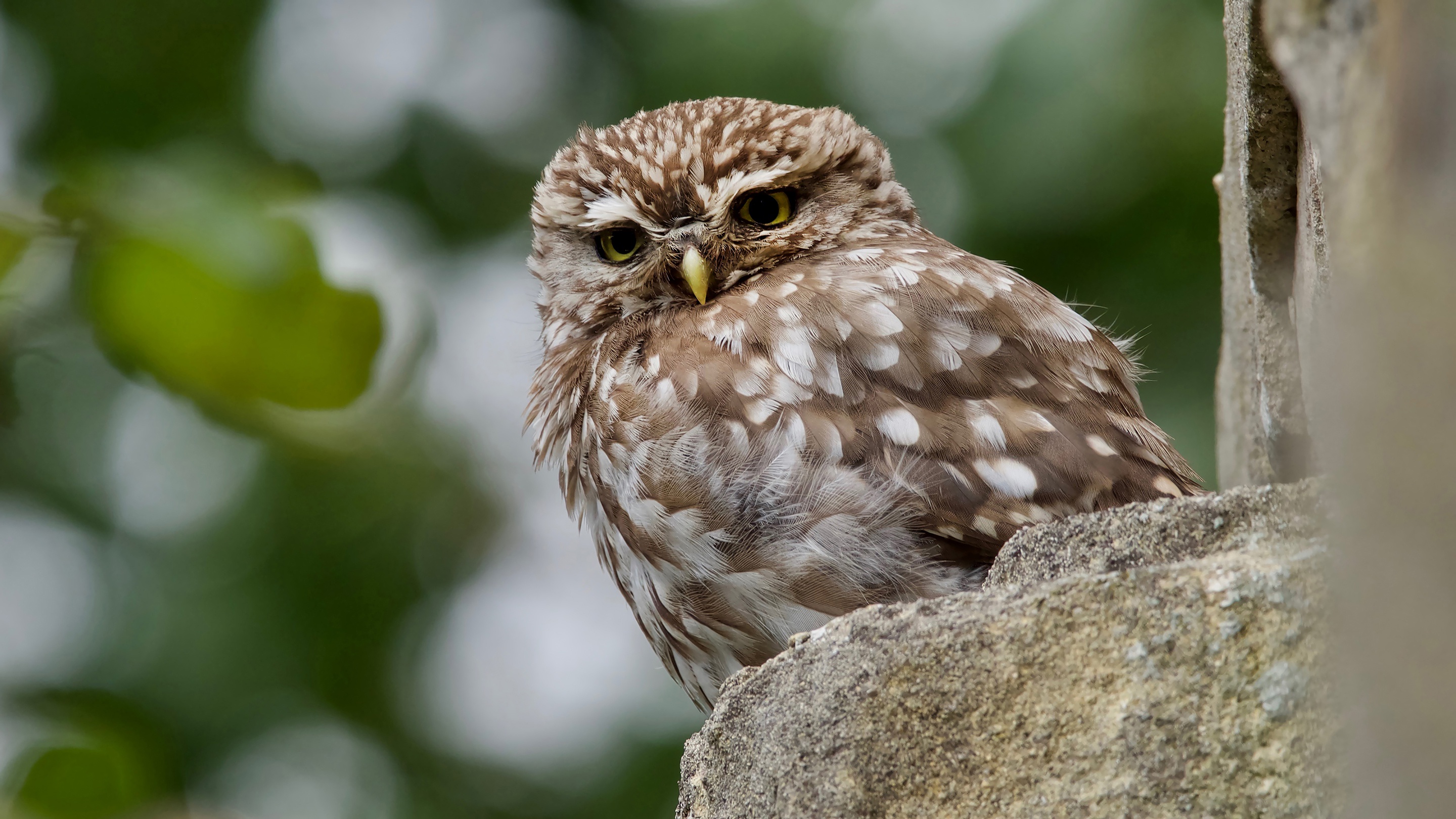 Free download wallpaper Owl, Bird, Birds, Animal on your PC desktop