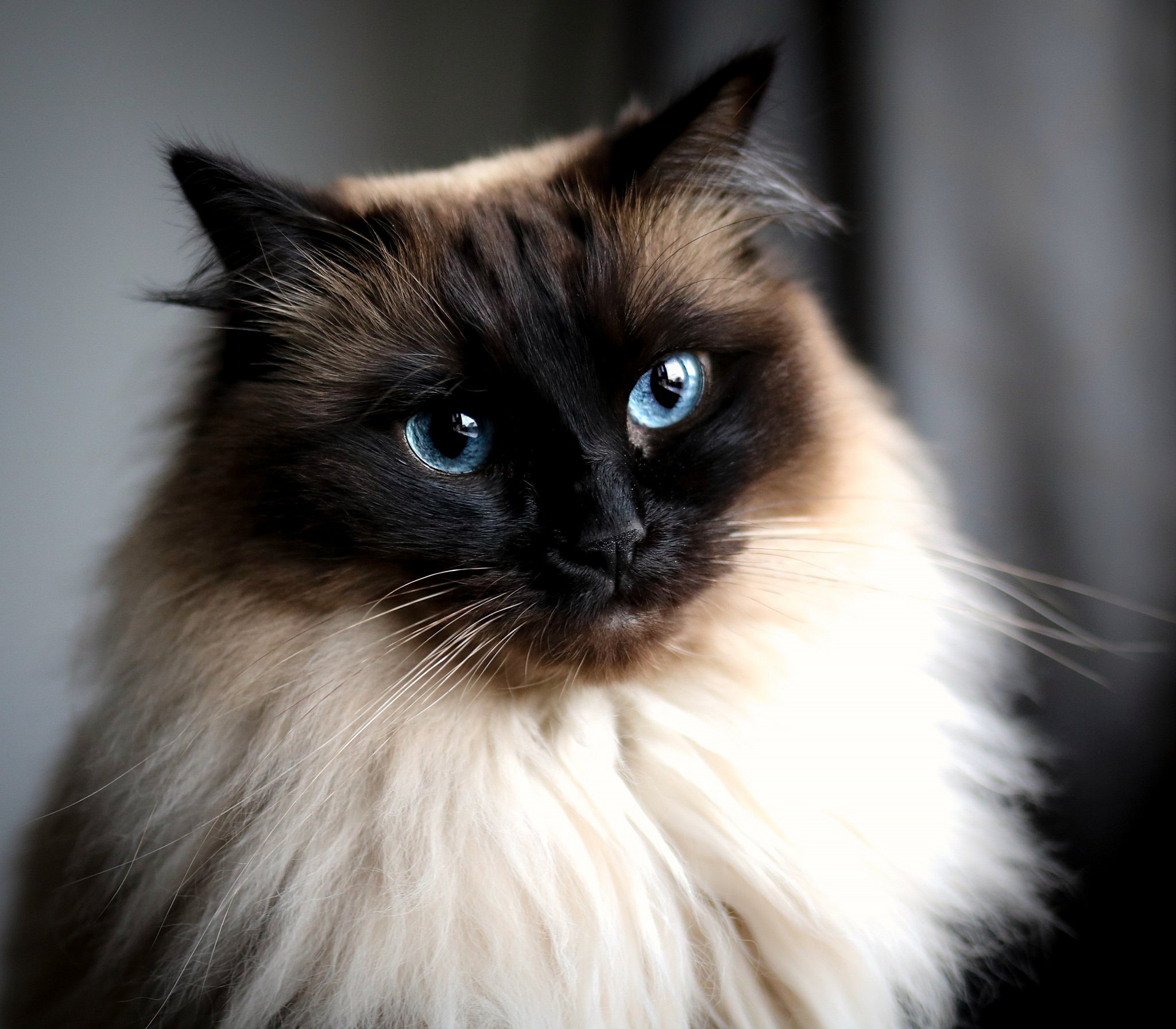 PCデスクトップに動物, ネコ, 猫, シャム猫画像を無料でダウンロード