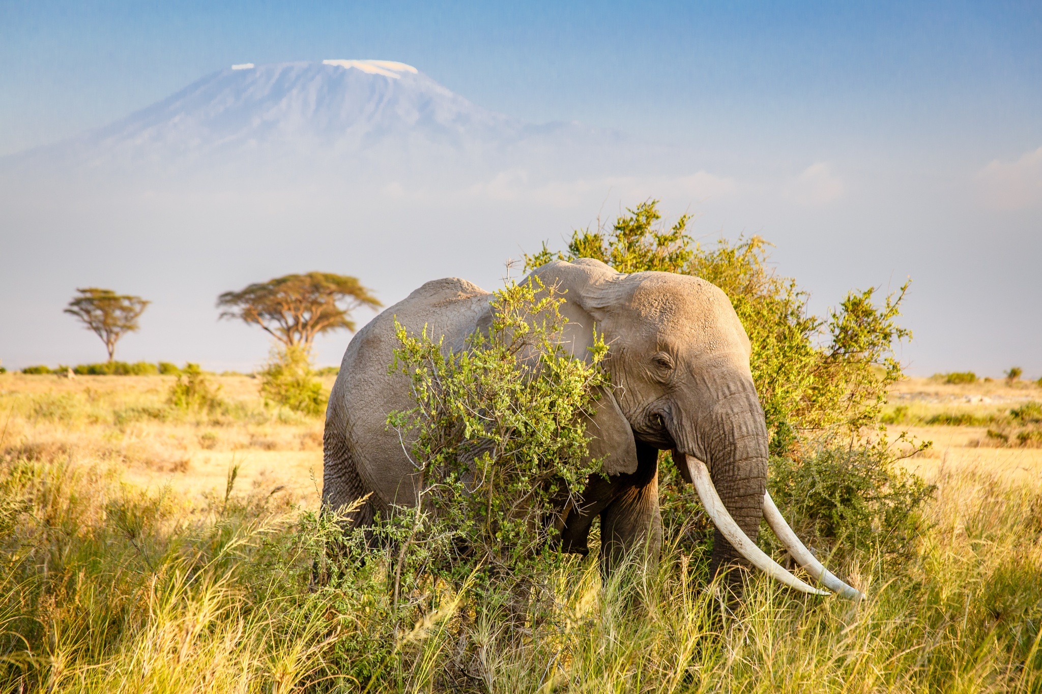Скачать обои бесплатно Животные, Саванна, Слоны, Гора, Африка, Африканский Слон, Бивень картинка на рабочий стол ПК