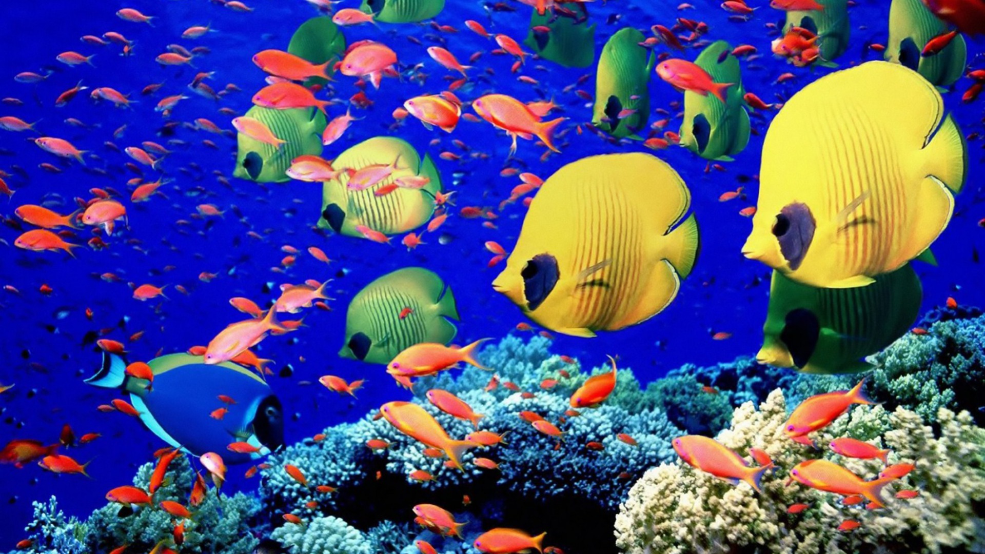 Download mobile wallpaper Fishes, Colors, Animal, Colorful, Tropical, Fish, Underwater, Butterflyfish for free.