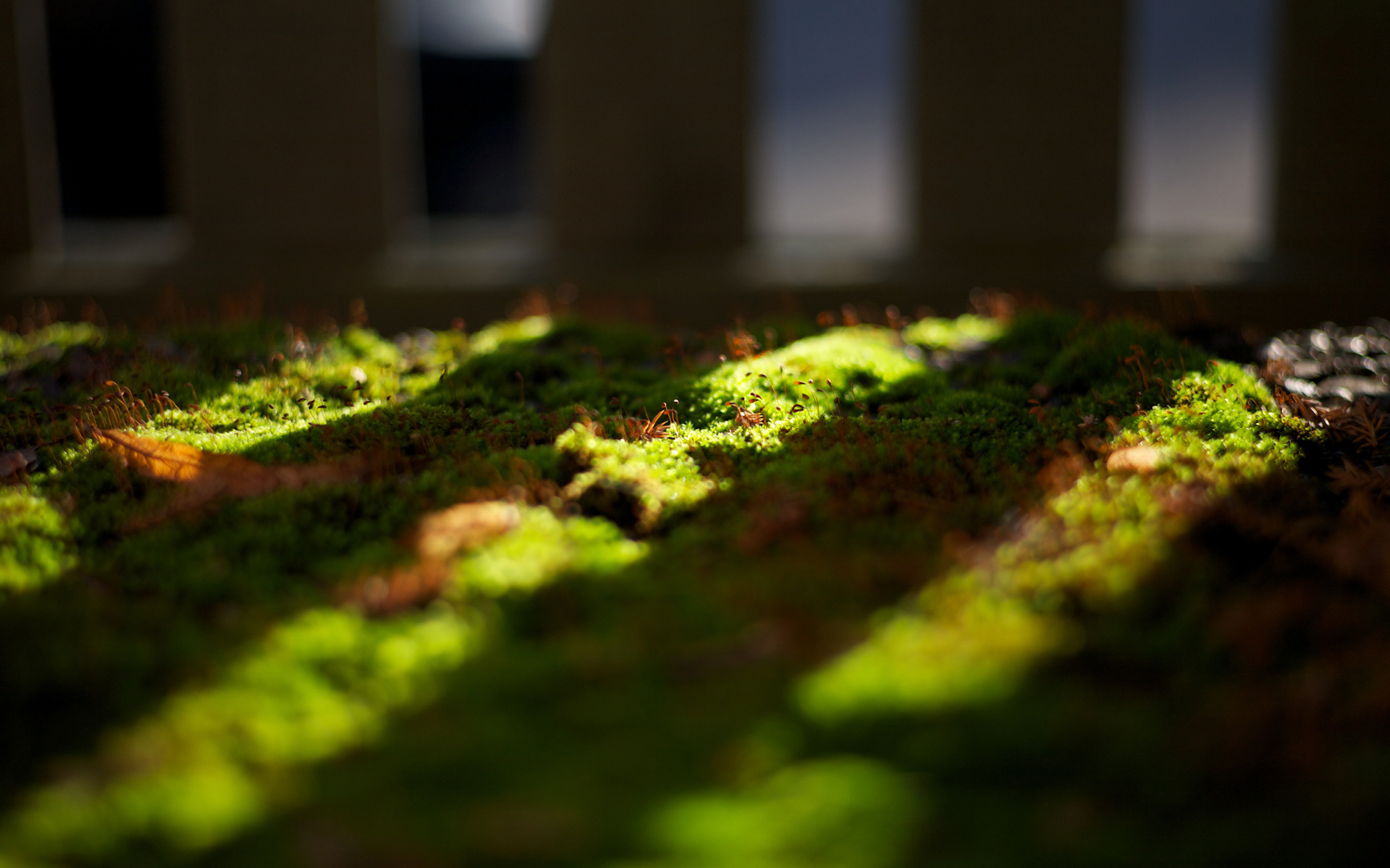 Laden Sie das Grass, Landschaft-Bild kostenlos auf Ihren PC-Desktop herunter