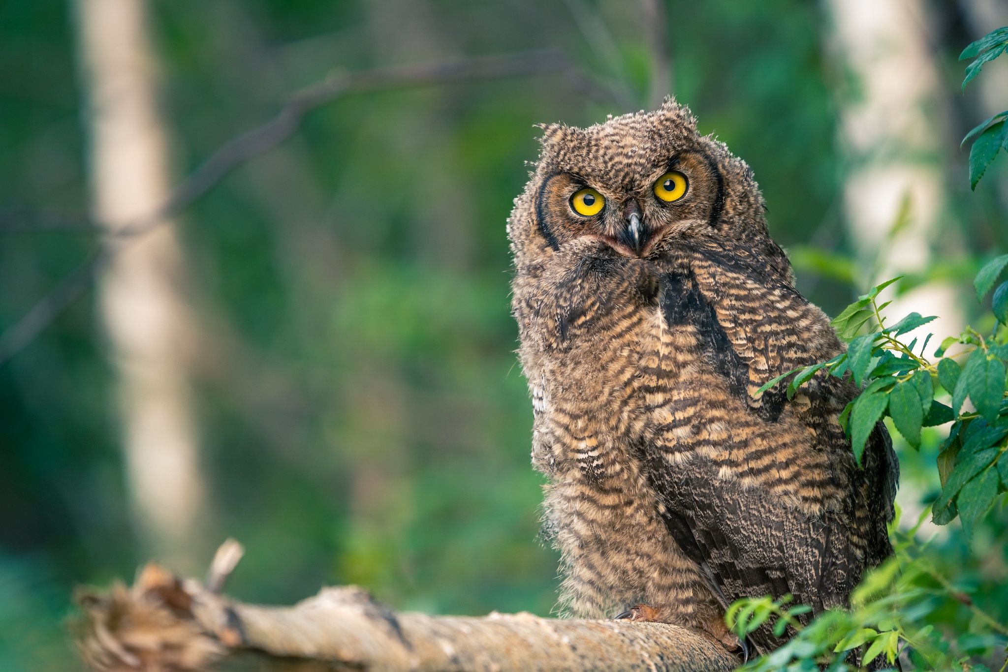 Descarga gratuita de fondo de pantalla para móvil de Animales, Búho, Aves, Ave.