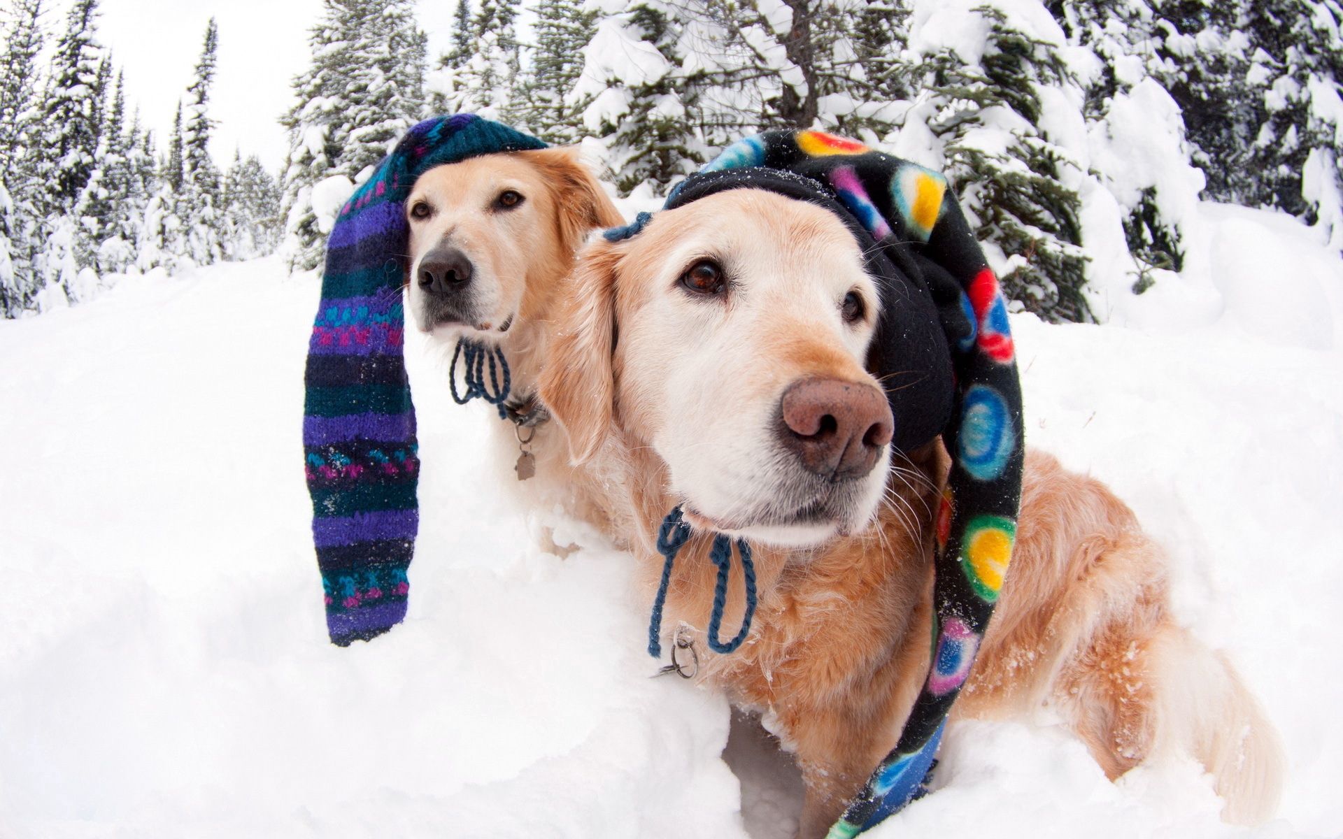 107471 скачать обои зима, собаки, животные, снег, шапки - заставки и картинки бесплатно