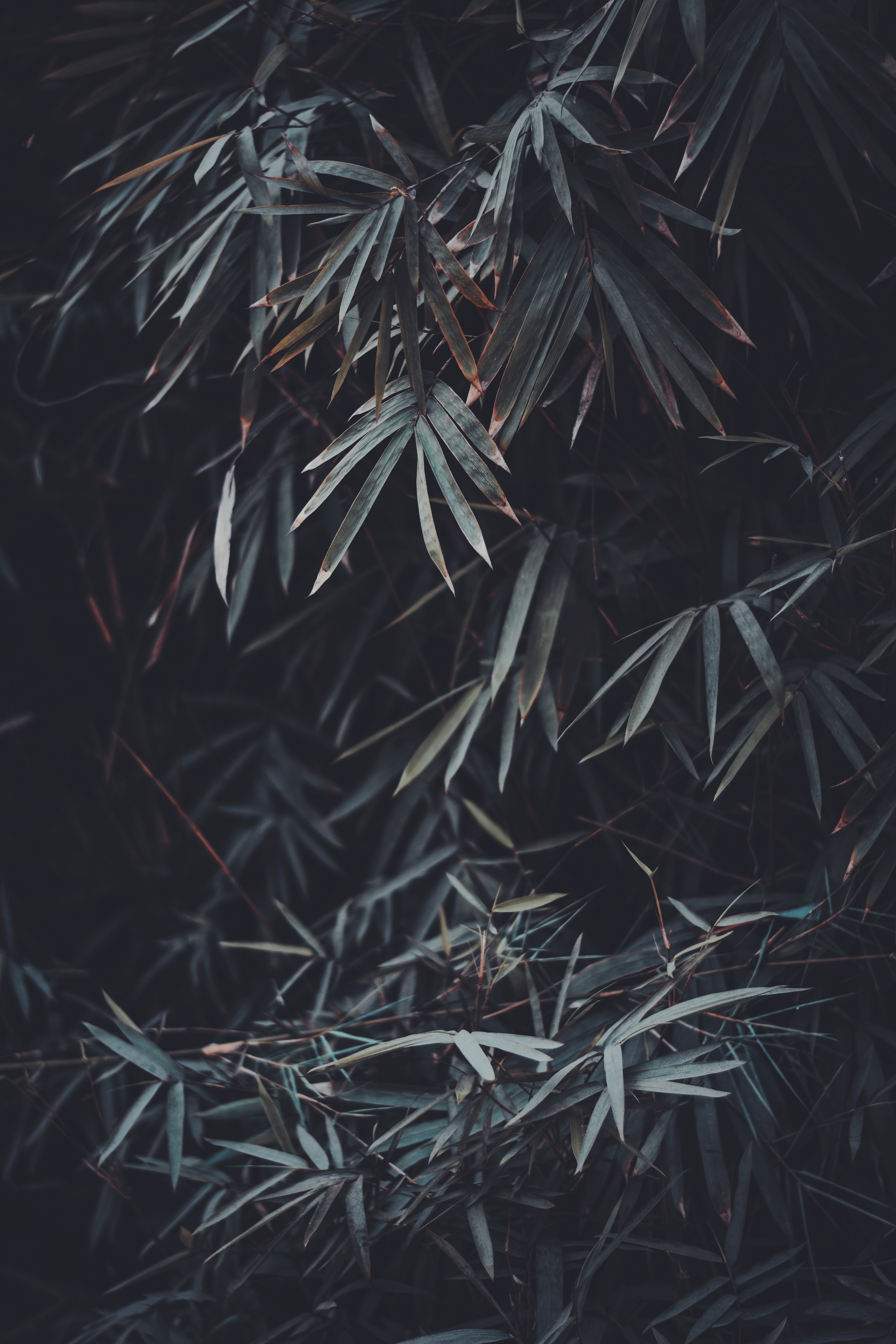 Free download wallpaper Nature, Plant, Smooth, Branches, Vegetation, Blur, Leaves on your PC desktop