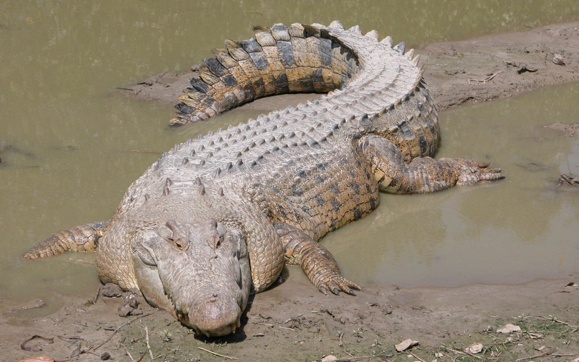 crocodile, animal, reptiles