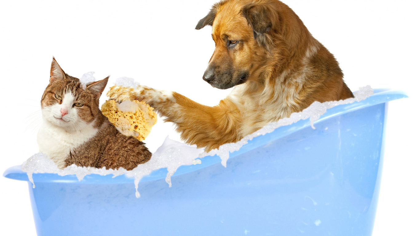 Free download wallpaper Animal, Cat & Dog on your PC desktop