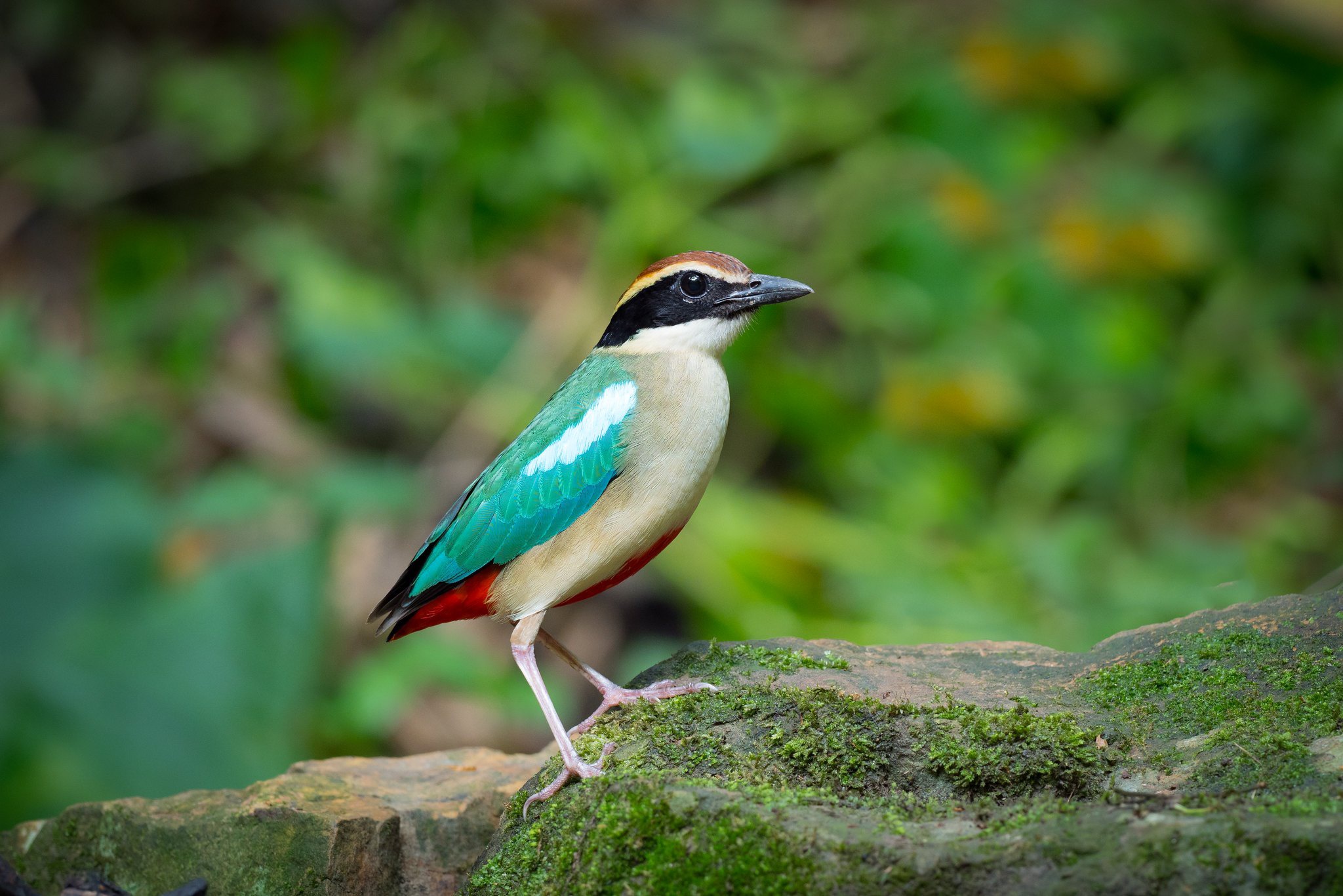 Descarga gratuita de fondo de pantalla para móvil de Animales, Aves, Ave, Hada Pitta.