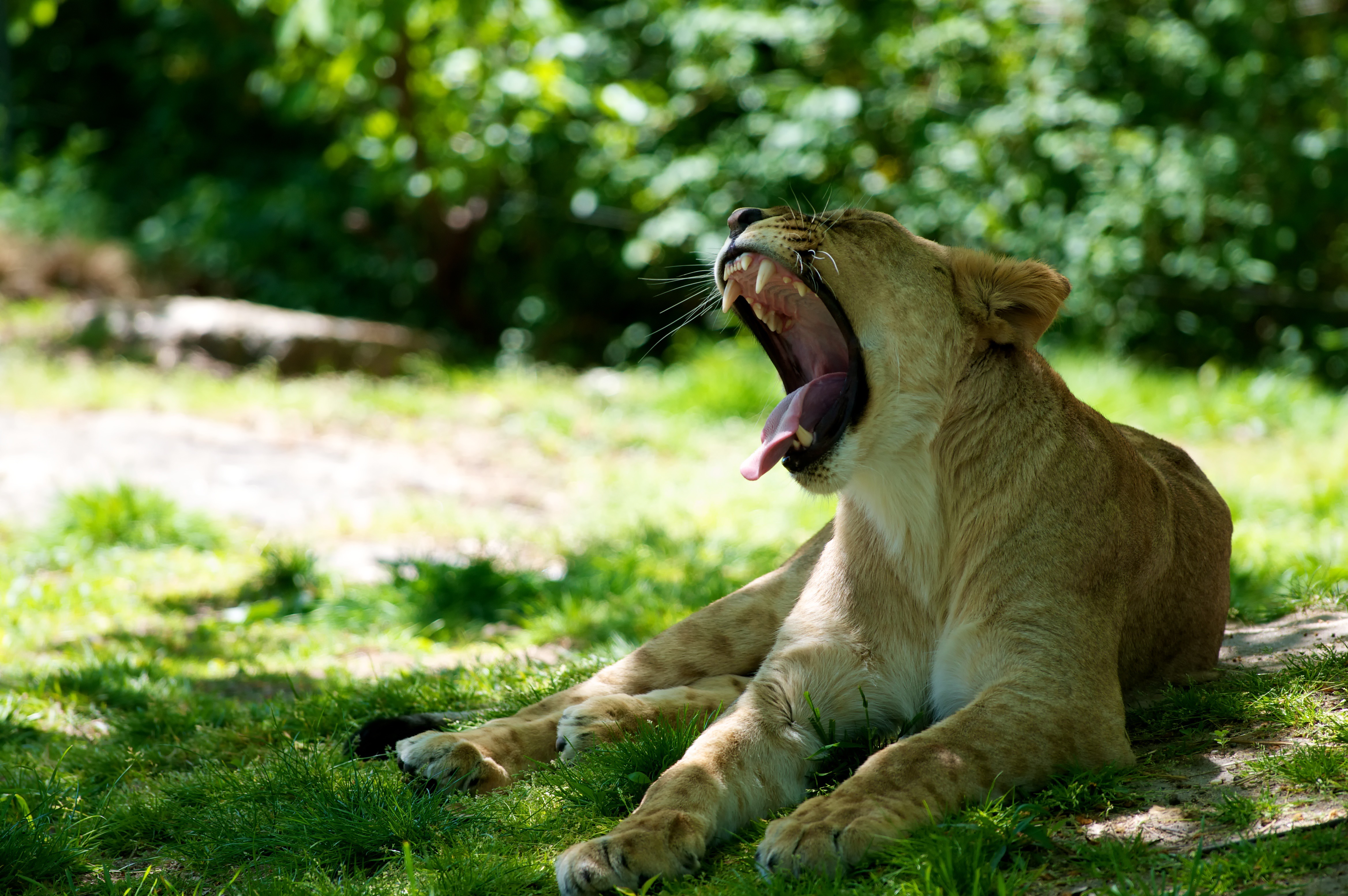 animals, lioness, to fall, mouth, protruding tongue, tongue stuck out