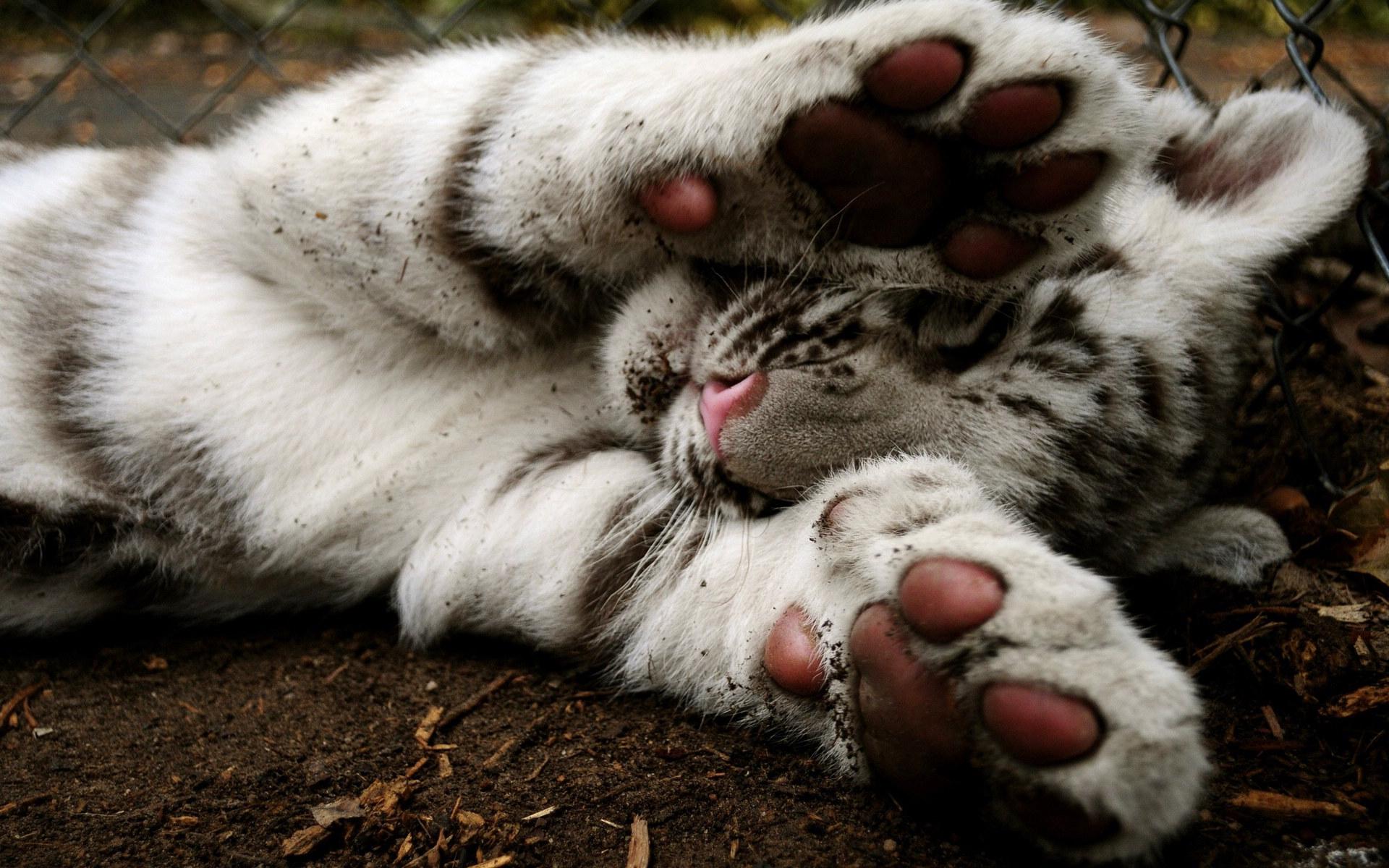 Téléchargez des papiers peints mobile Animaux, Tigre Blanc, Bébé Animal gratuitement.