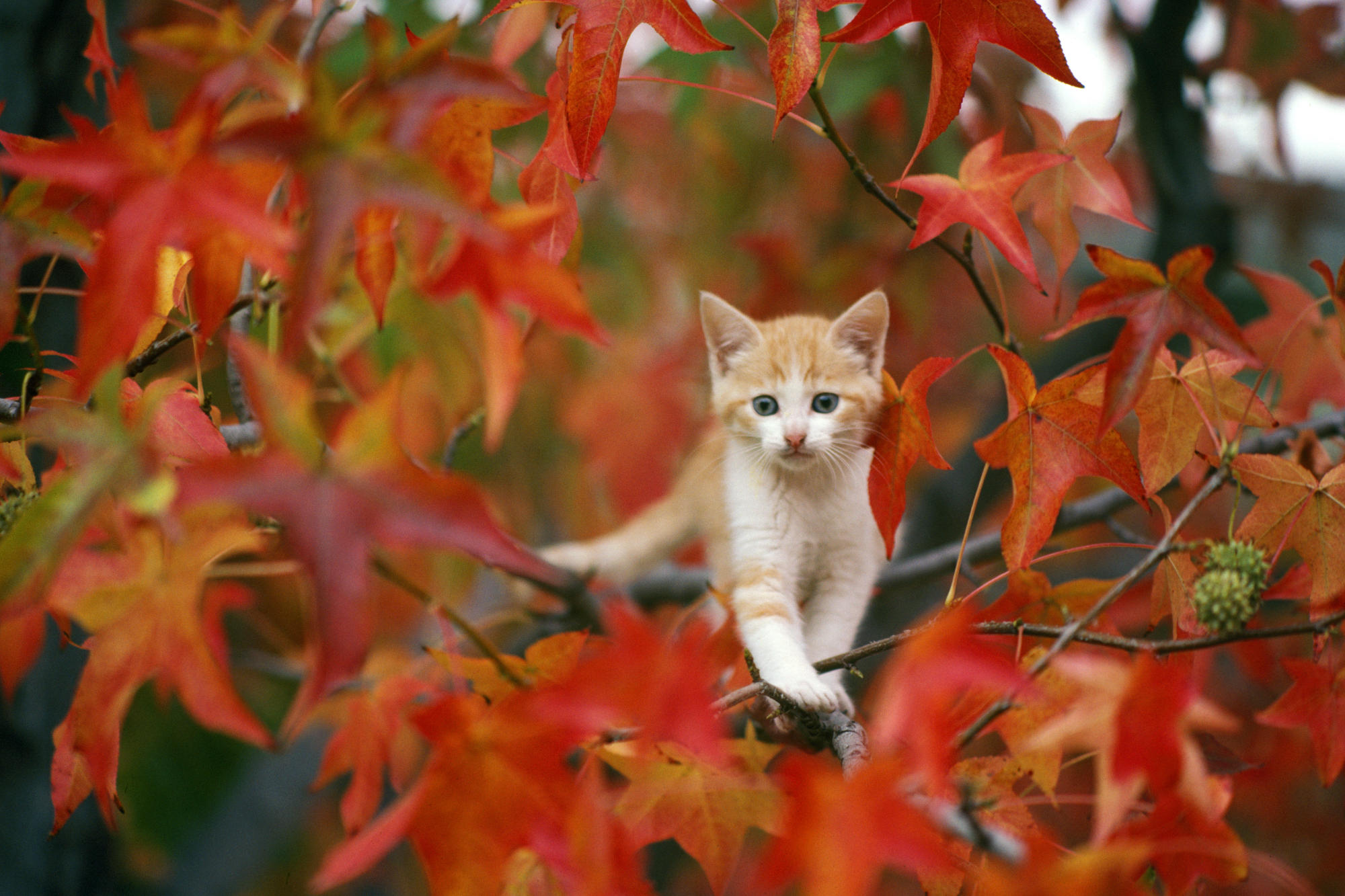 leaf, cats, kitten, animal, fall, baby animal, cat, ginger cat