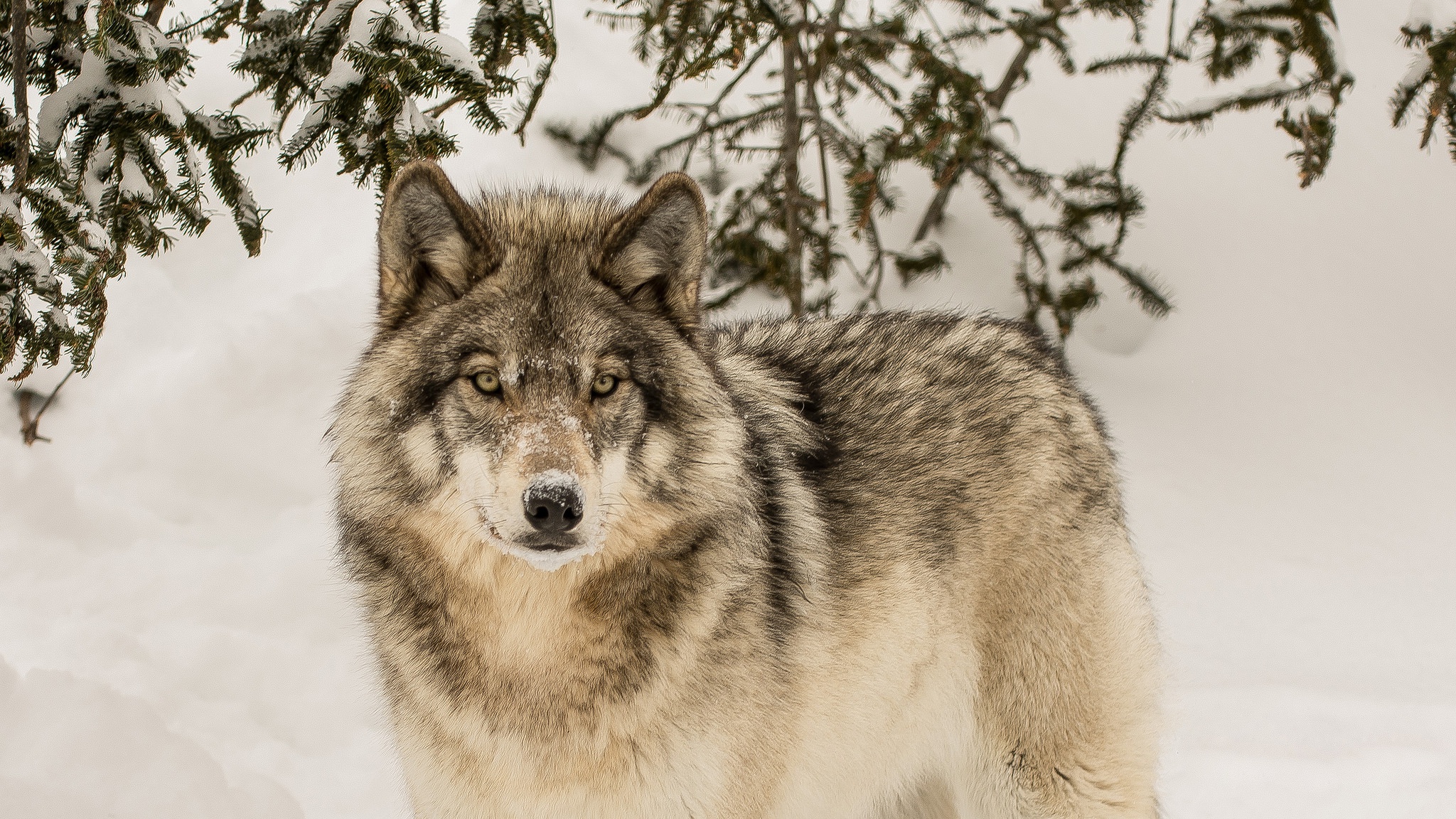 Handy-Wallpaper Tiere, Winter, Schnee, Schnauze, Wolf, Wolves kostenlos herunterladen.