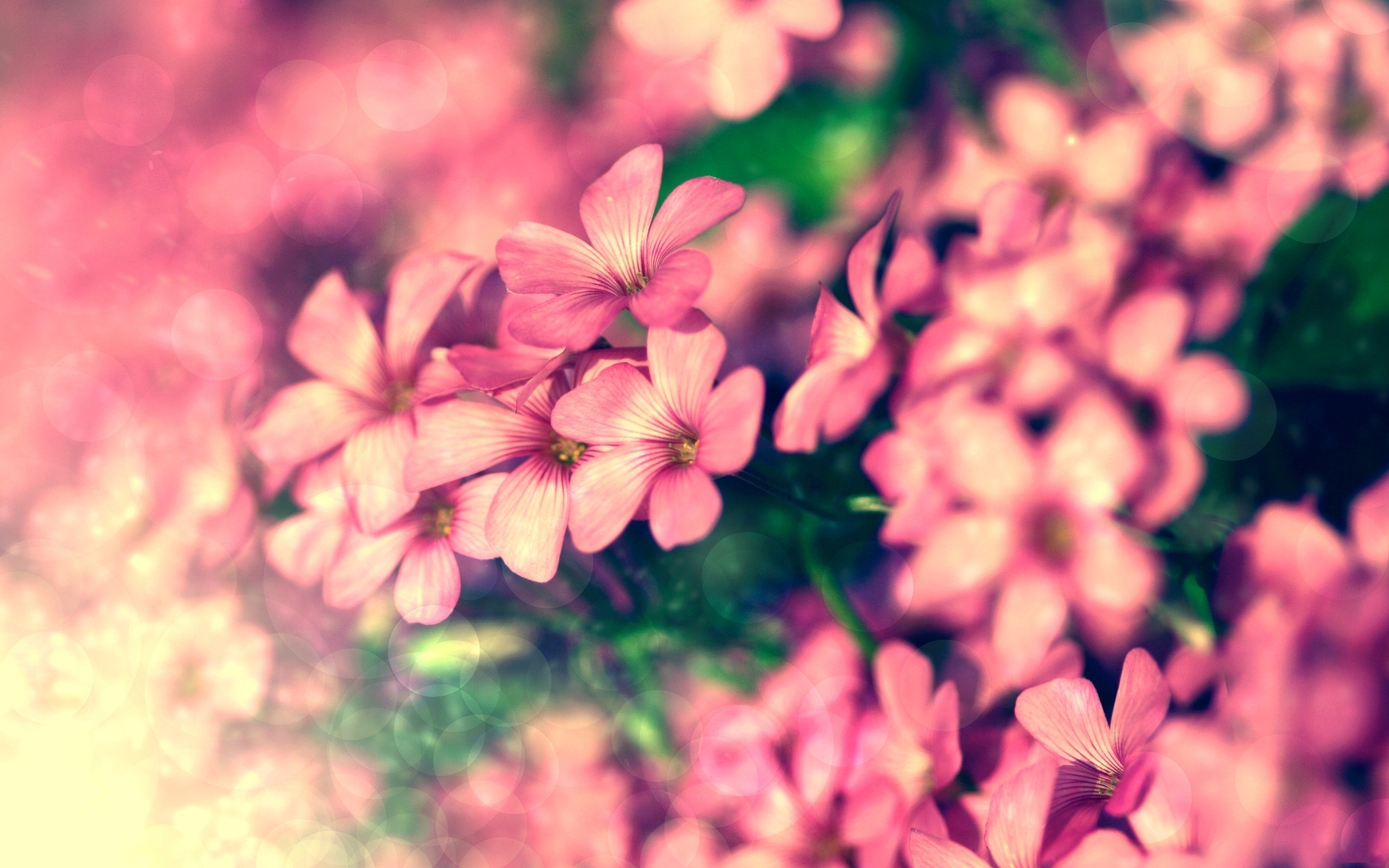 Free download wallpaper Flowers, Pink, Flower, Earth on your PC desktop