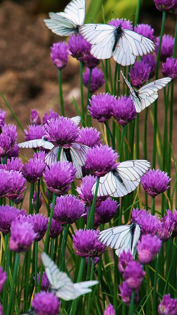 Download mobile wallpaper Flower, Butterfly, Animal, Purple Flower for free.