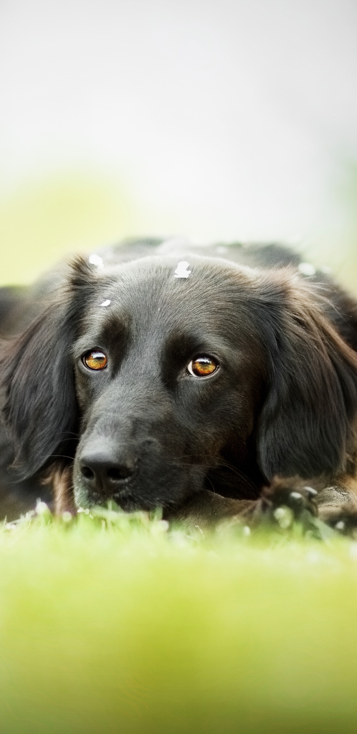 Descarga gratuita de fondo de pantalla para móvil de Perros, Perro, Animales.