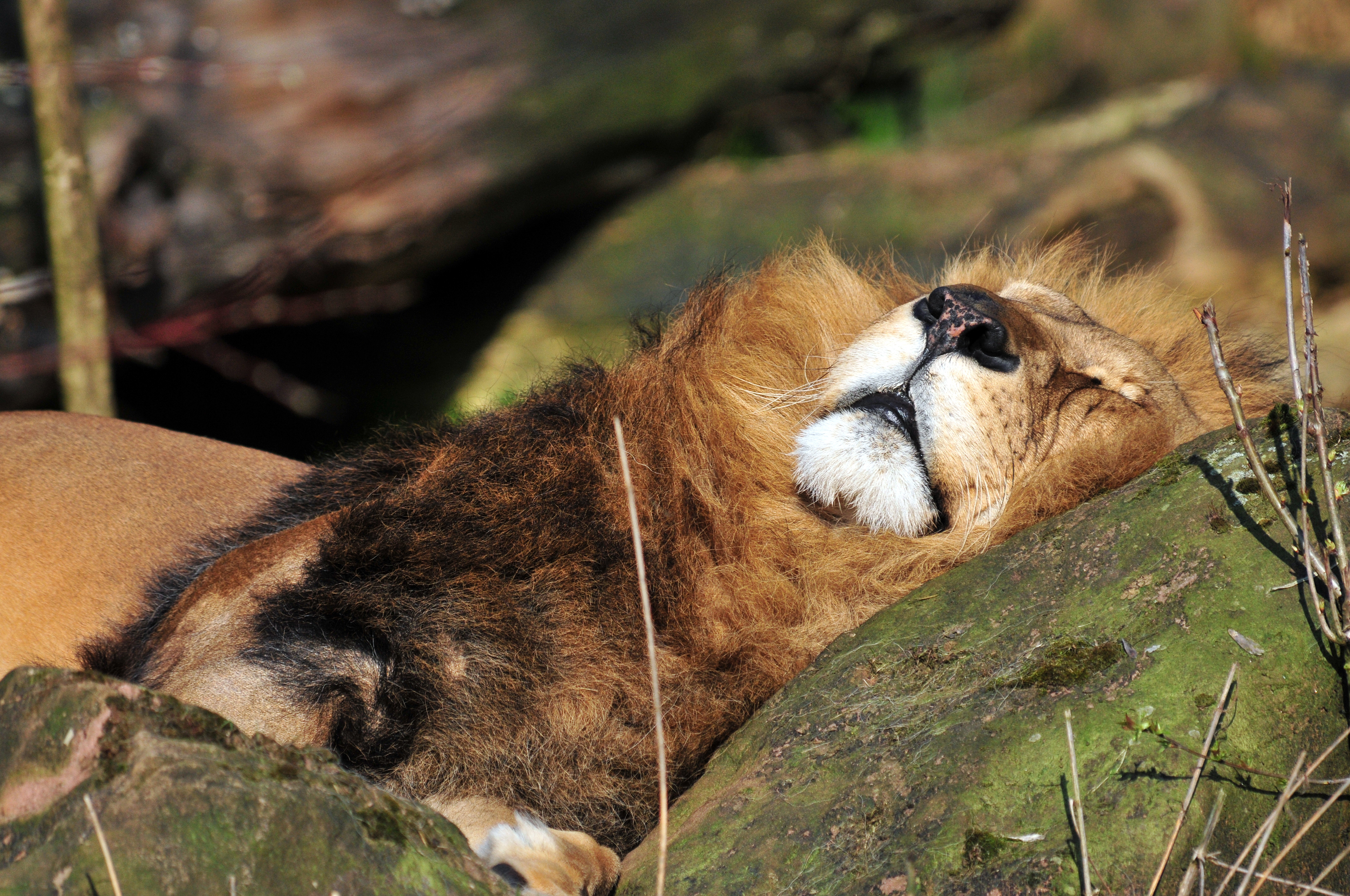 Descarga gratuita de fondo de pantalla para móvil de Animales, Gatos, De Cerca, León, Dormido.