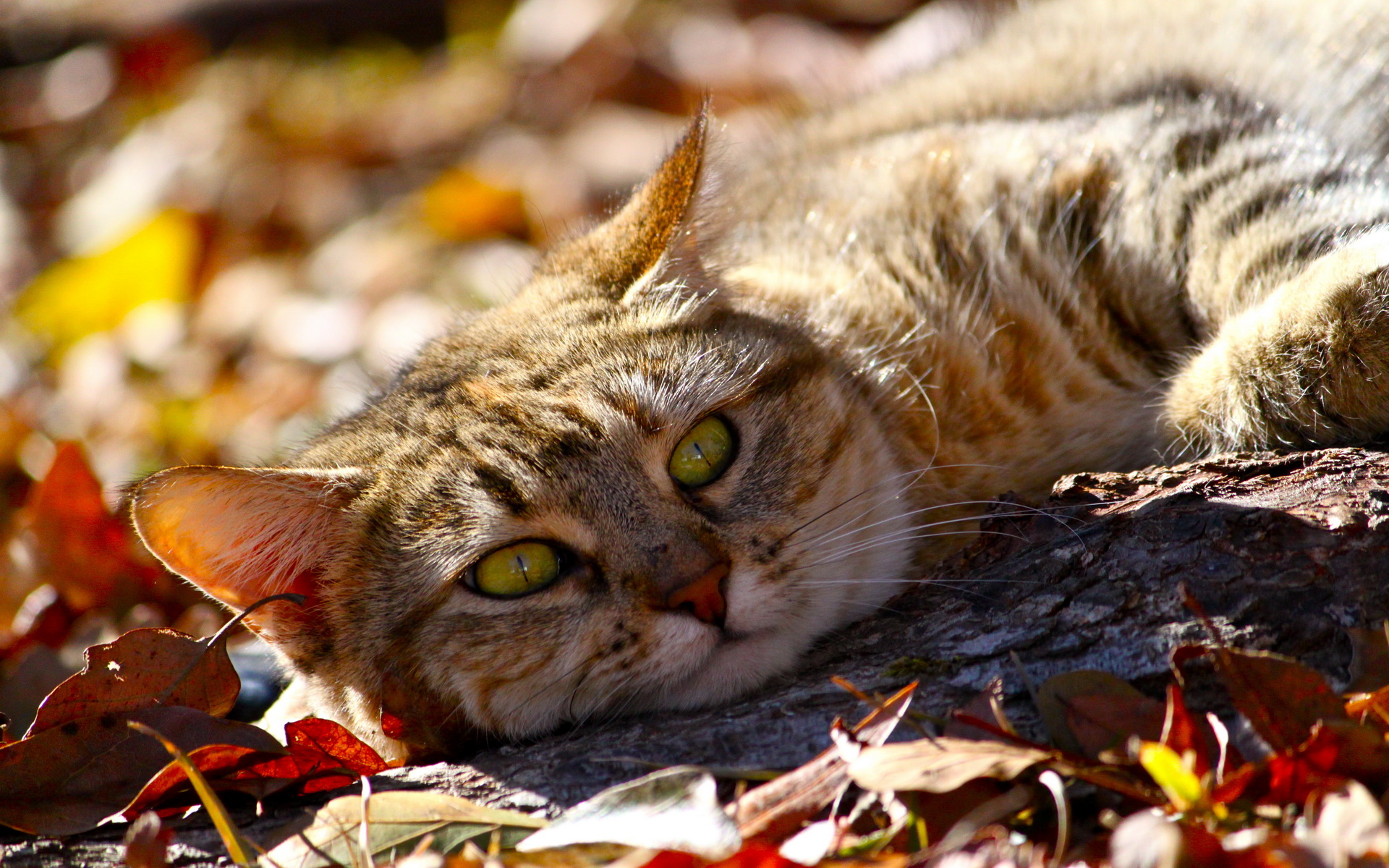 Baixe gratuitamente a imagem Animais, Gatos, Gato na área de trabalho do seu PC