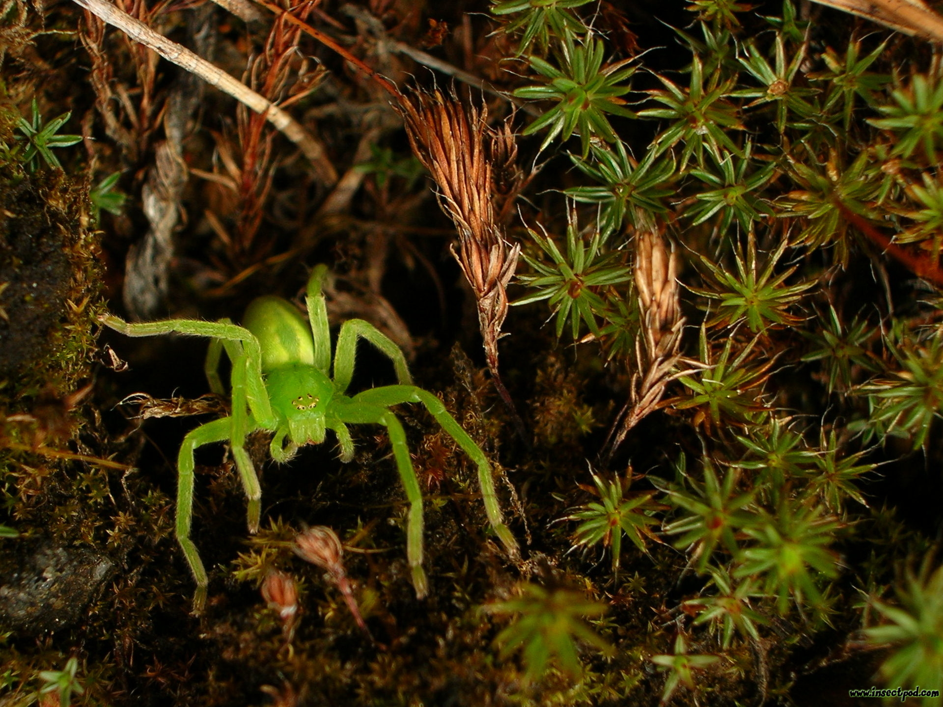 animal, spider, green huntsman spider, spiders