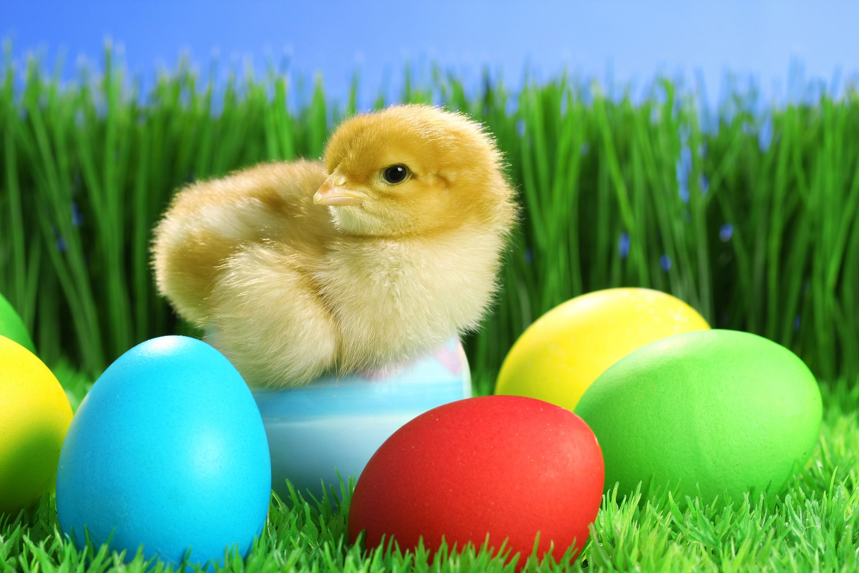 Laden Sie das Feiertage, Ostern, Hähnchen, Osterei-Bild kostenlos auf Ihren PC-Desktop herunter