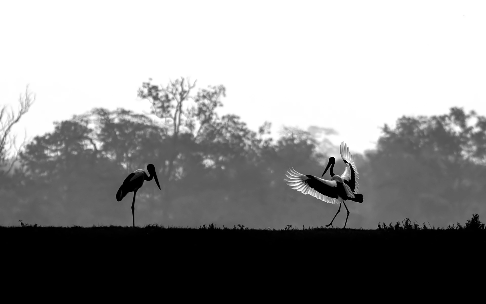 Free download wallpaper Birds, Bird, Animal, Stork, Black & White on your PC desktop
