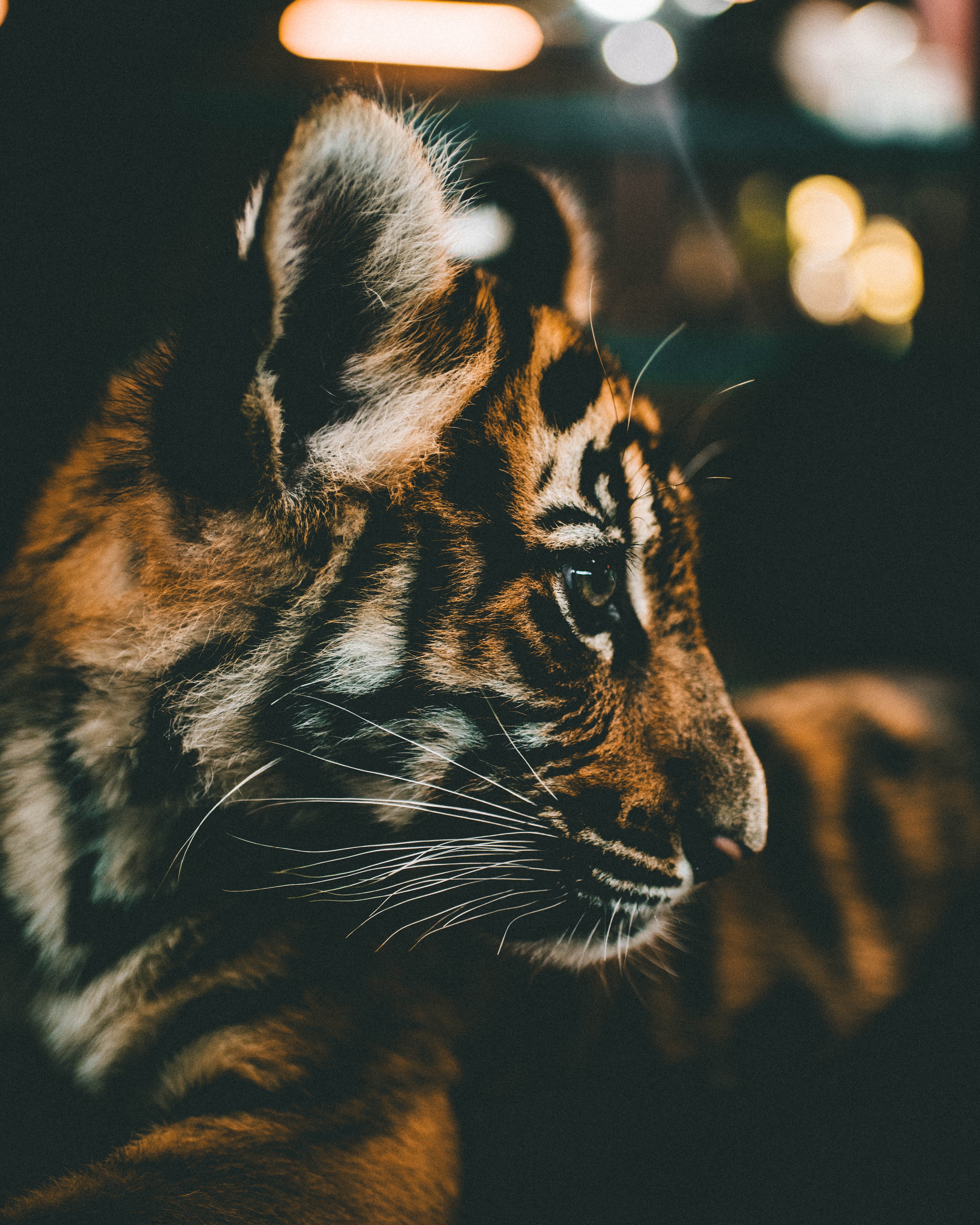 Popular Tiger Cub Image for Phone