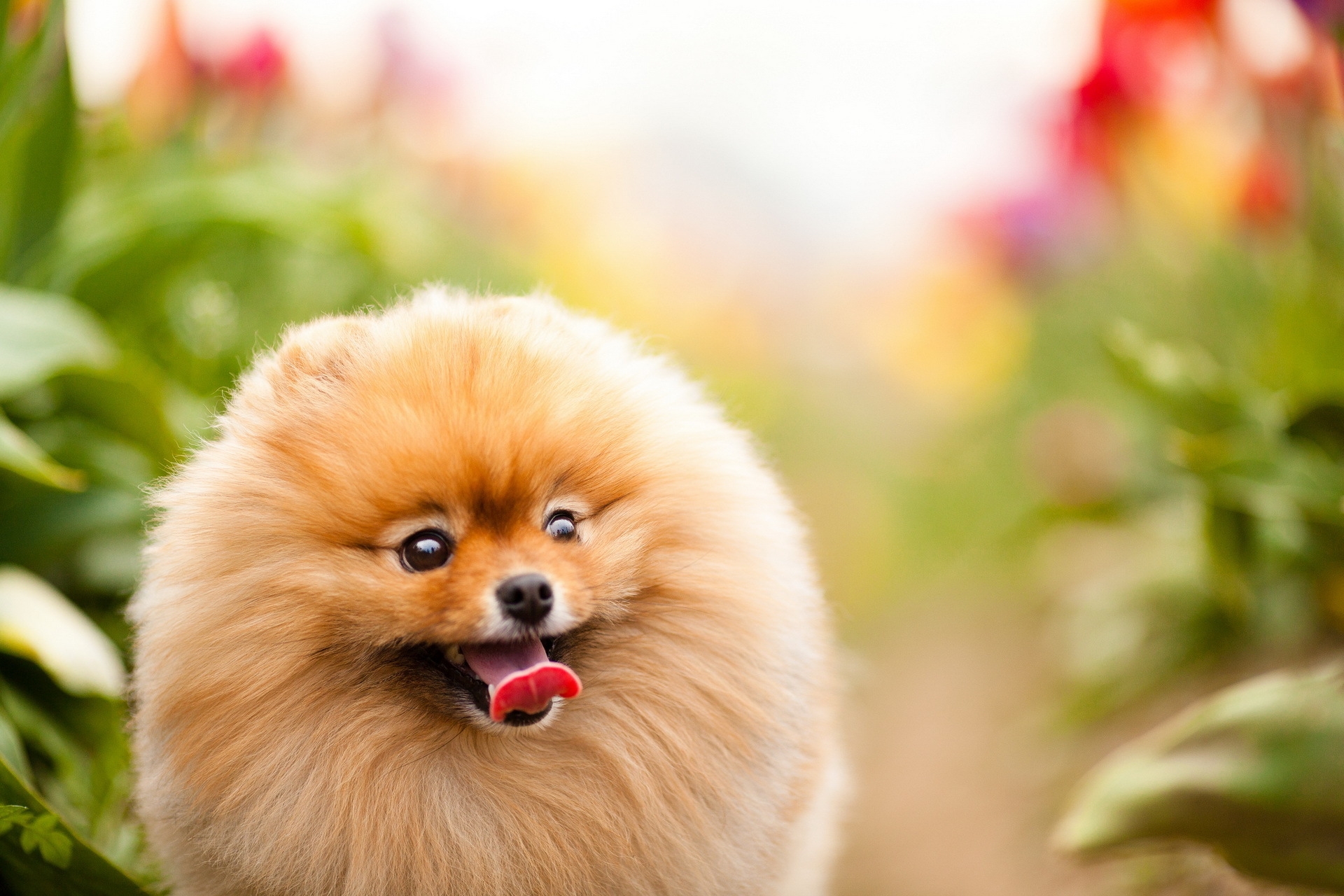 Download mobile wallpaper Fluffy, Muzzle, Protruding Tongue, Tongue Stuck Out, Dog, Animals for free.
