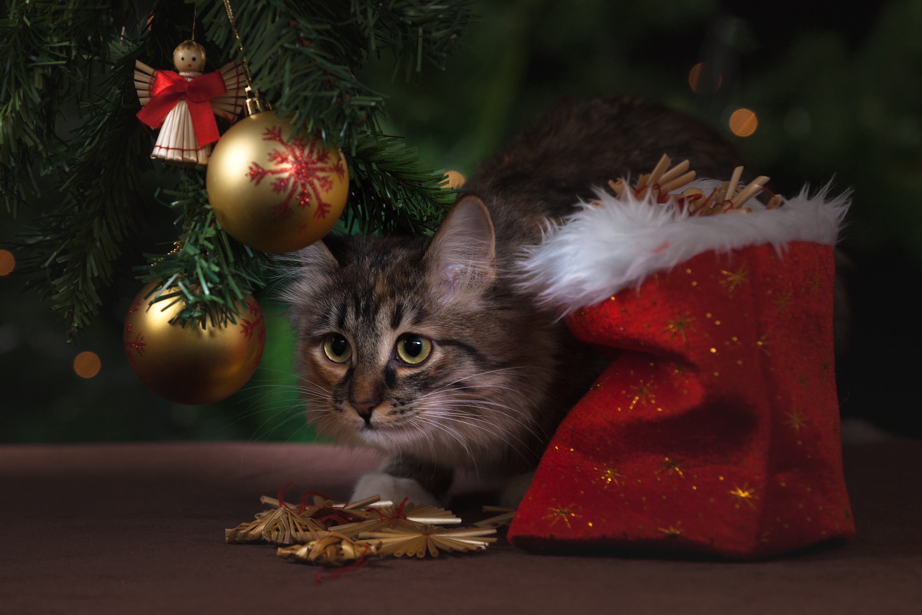 Descarga gratis la imagen Animales, Gatos, Gato, Adornos De Navidad en el escritorio de tu PC