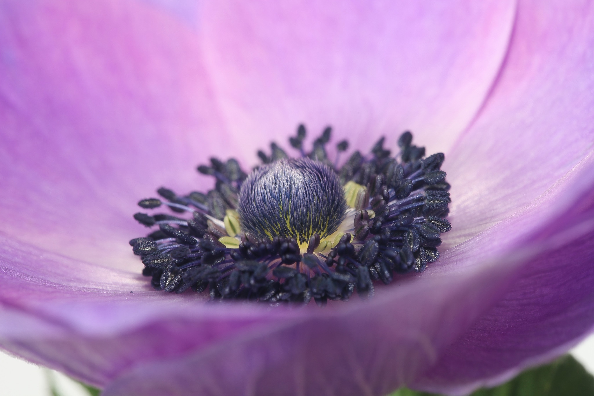 無料モバイル壁紙フラワーズ, 花, 大きい, 地球, 花弁, アネモネ, 紫色の花をダウンロードします。