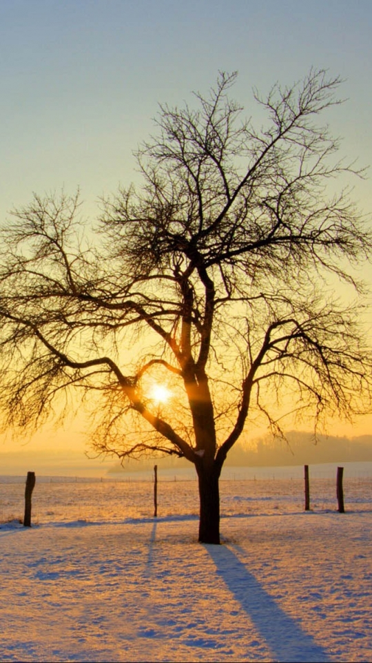 Скачать картинку Зима, Солнце, Дерево, Земля/природа в телефон бесплатно.