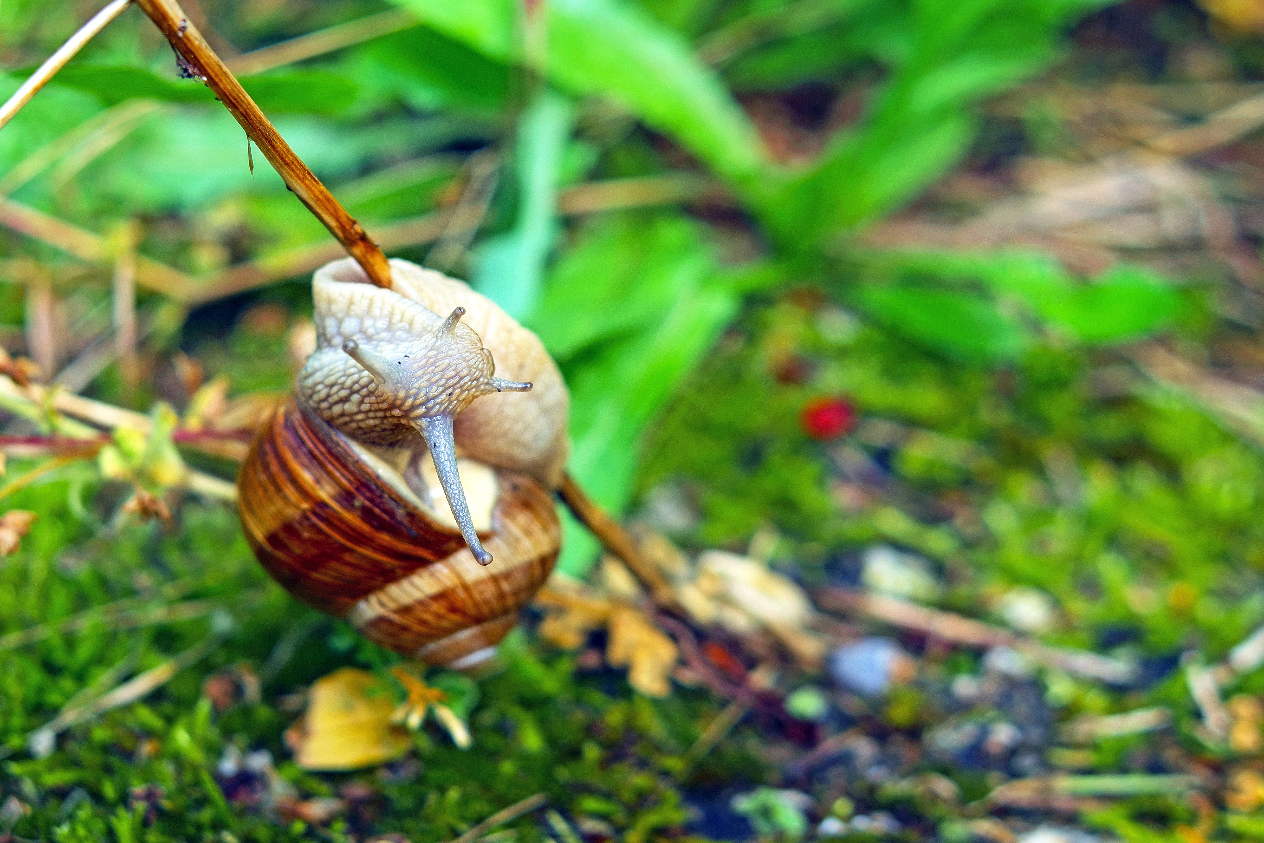 Download mobile wallpaper Animal, Snail for free.