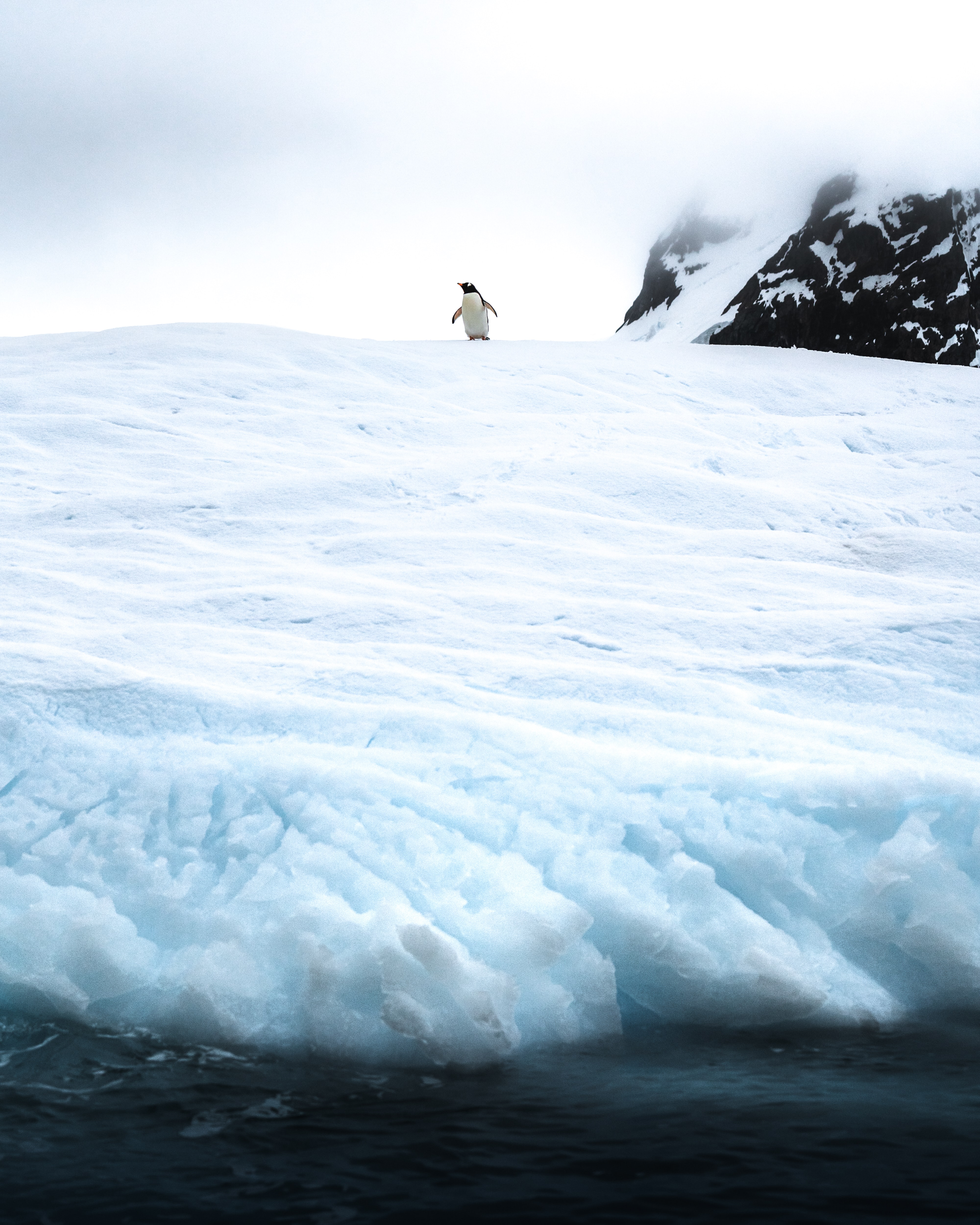 101469 descargar fondo de pantalla antártida, pingüino, animales, hielo, nieve, antártico: protectores de pantalla e imágenes gratis