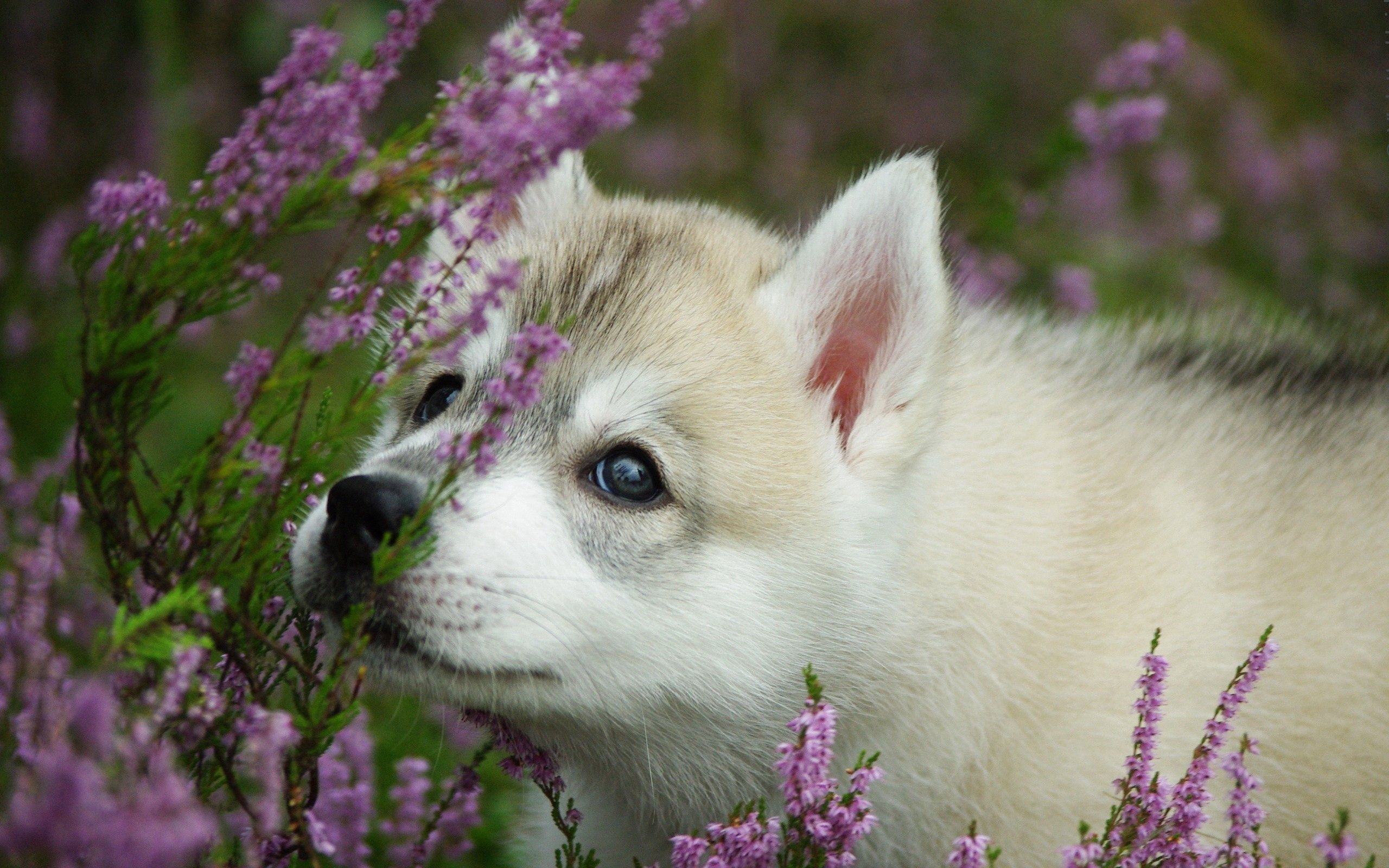 puppy, animals, flowers, dog, muzzle images