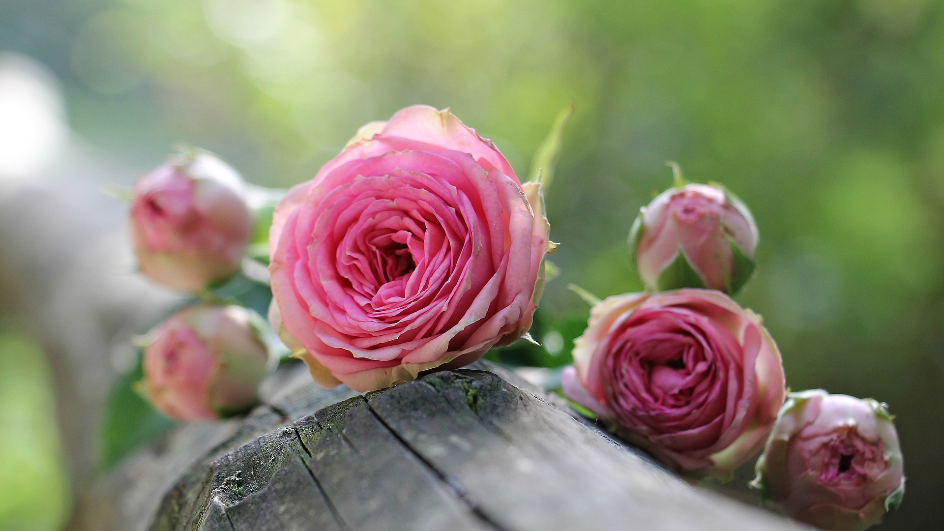 Завантажити шпалери безкоштовно Природа, Квітка, Роза, Земля, Рожева Квітка, Глибина Різкості, Флауерзи картинка на робочий стіл ПК