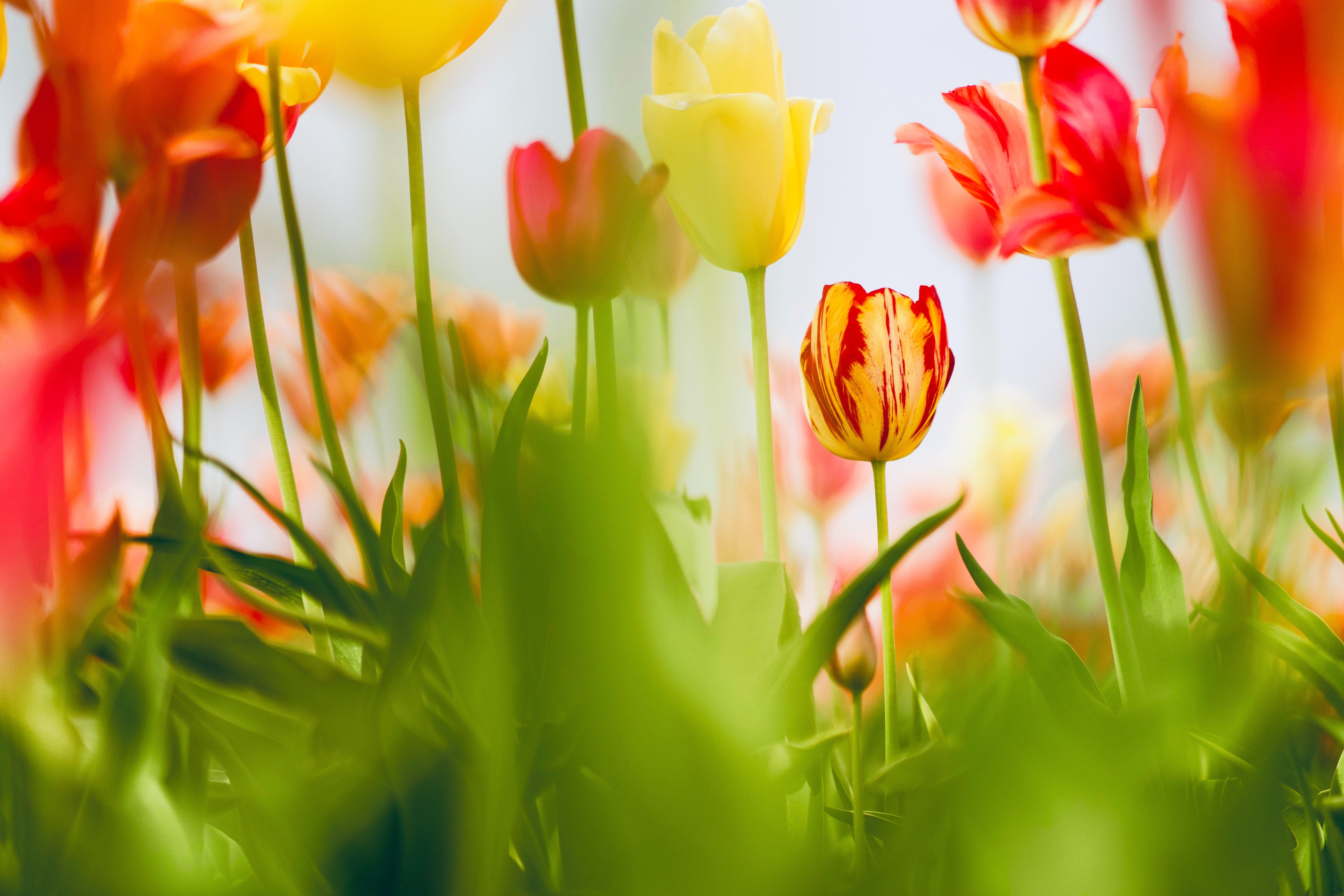 Download mobile wallpaper Flowers, Flower, Blur, Earth, Spring, Tulip for free.