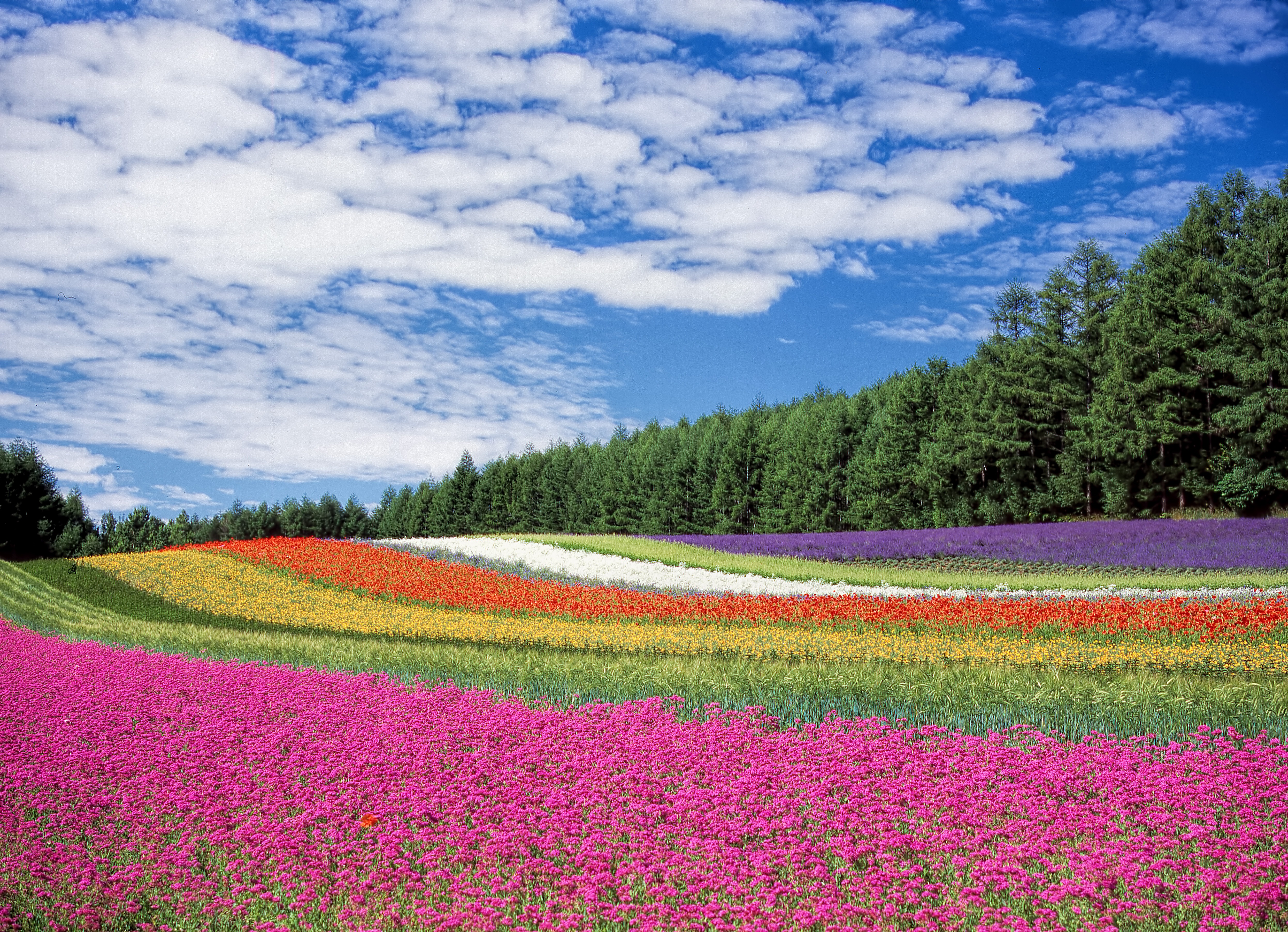 136787 descargar fondo de pantalla flores, japón, naturaleza, campo, hokkaido: protectores de pantalla e imágenes gratis