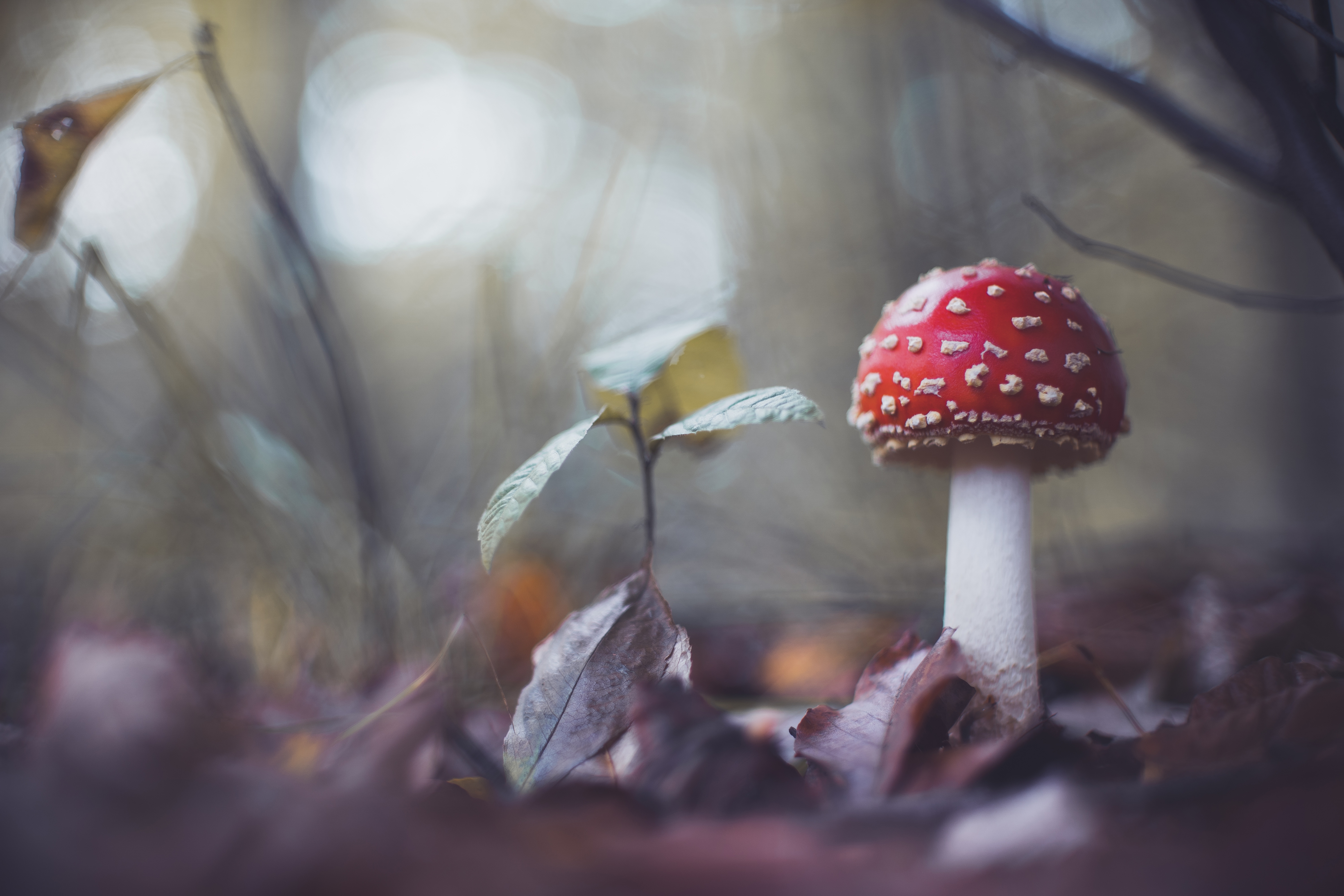 Download mobile wallpaper Nature, Close Up, Earth, Mushroom, Bokeh for free.