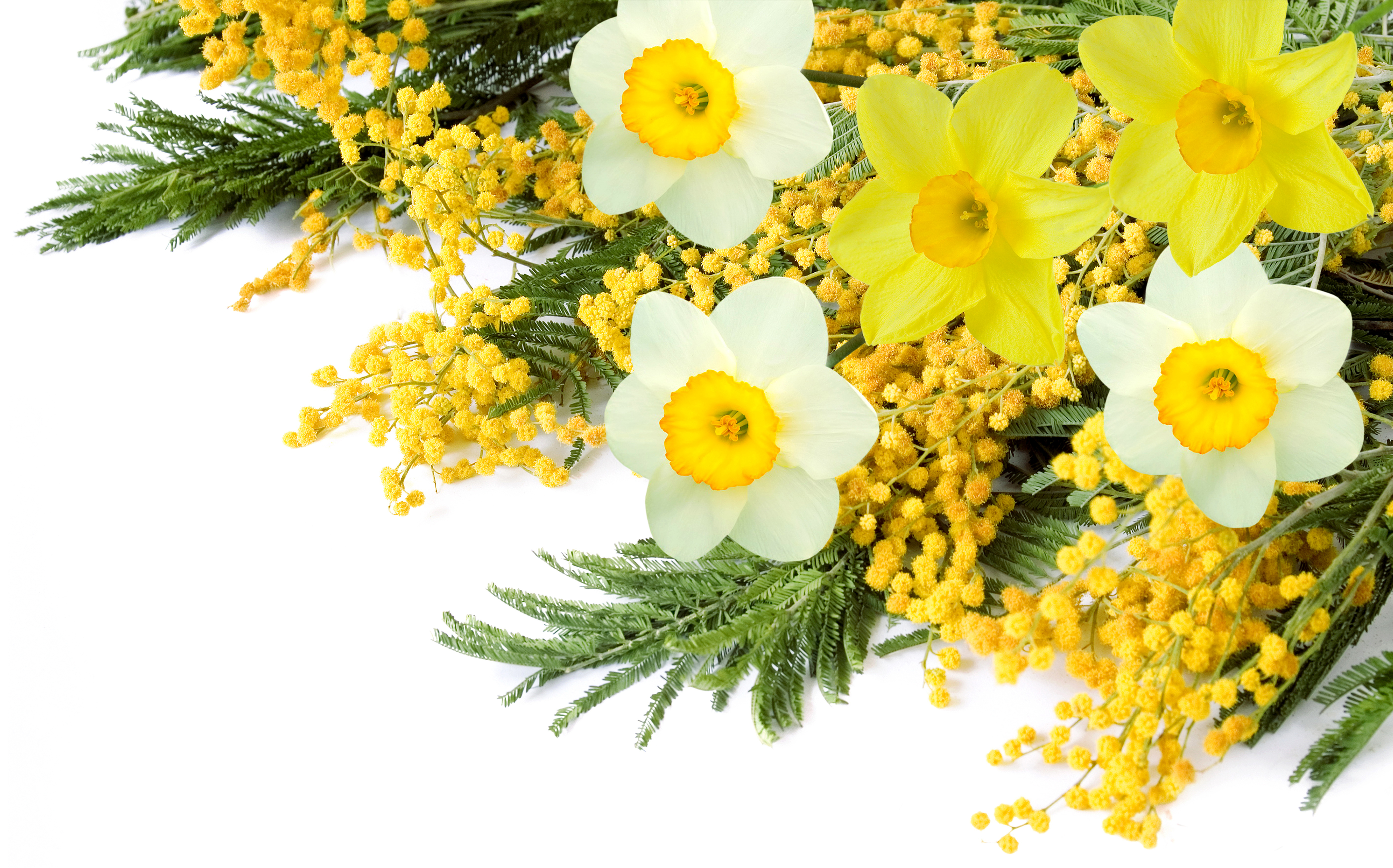Download mobile wallpaper Flowers, Flower, Earth, Yellow Flower, White Flower, Daffodil for free.