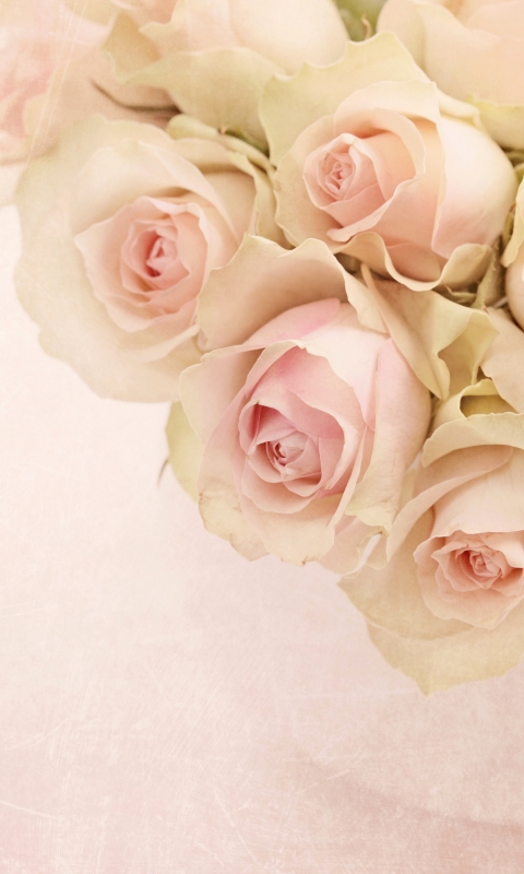 Handy-Wallpaper Natur, Blumen, Blume, Rose, Erde/natur, Pinke Blume kostenlos herunterladen.