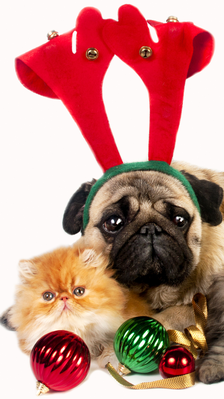 Download mobile wallpaper Kitten, Dog, Christmas, Holiday, Pug for free.