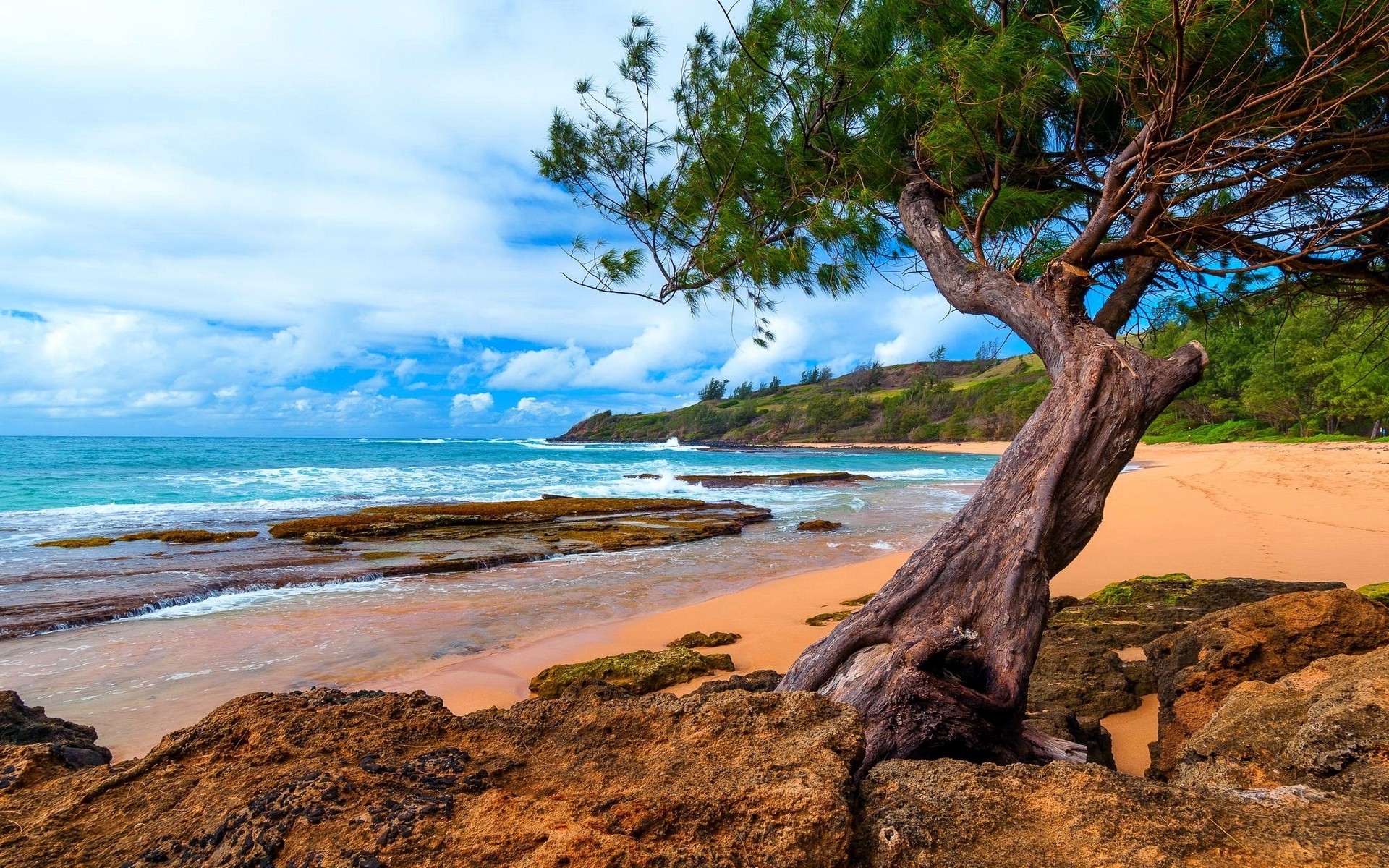 735989 descargar fondo de pantalla playa, tierra/naturaleza, costa, hawai, kauai, océano, árbol: protectores de pantalla e imágenes gratis