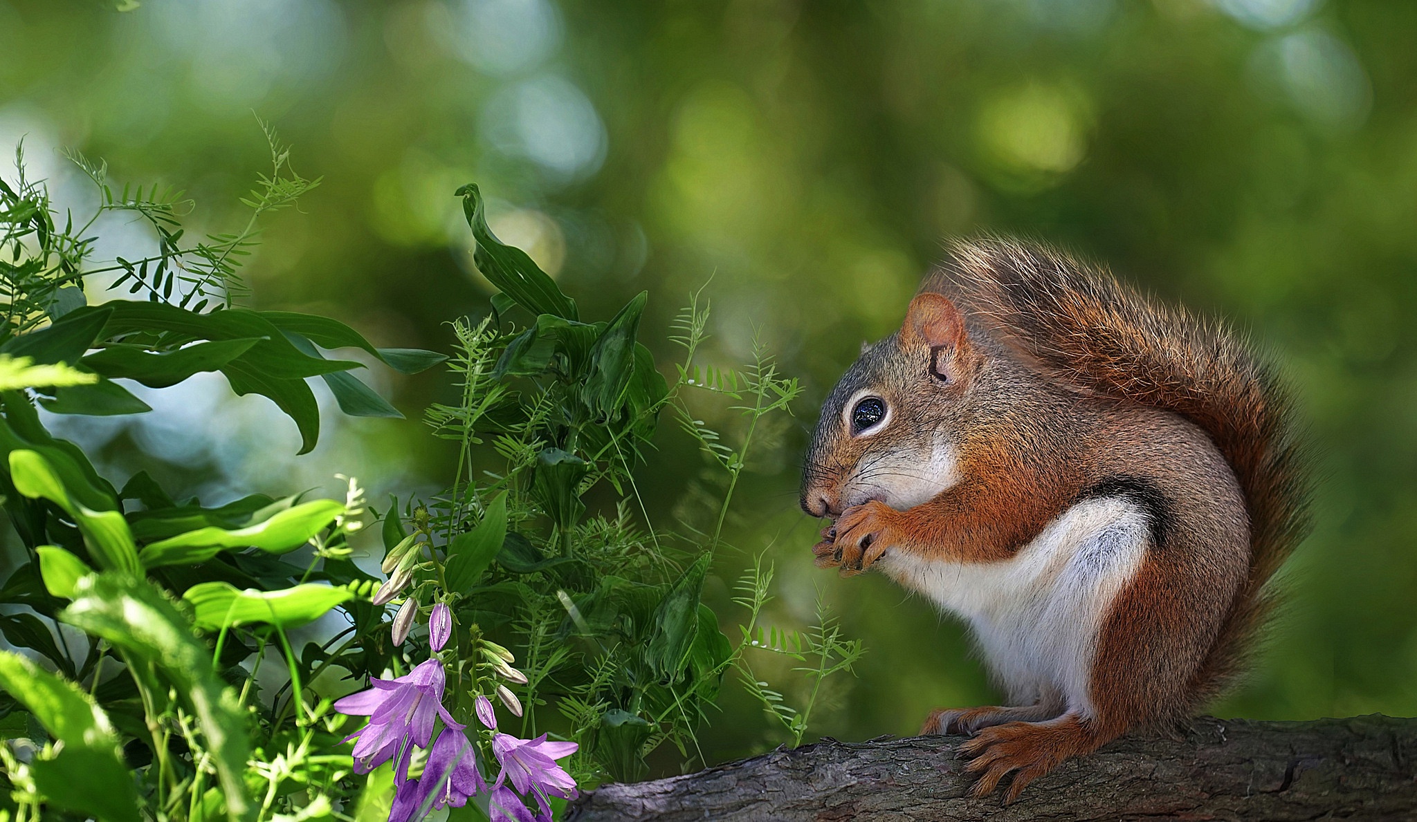 Download mobile wallpaper Squirrel, Flower, Animal, Bokeh, Rodent for free.