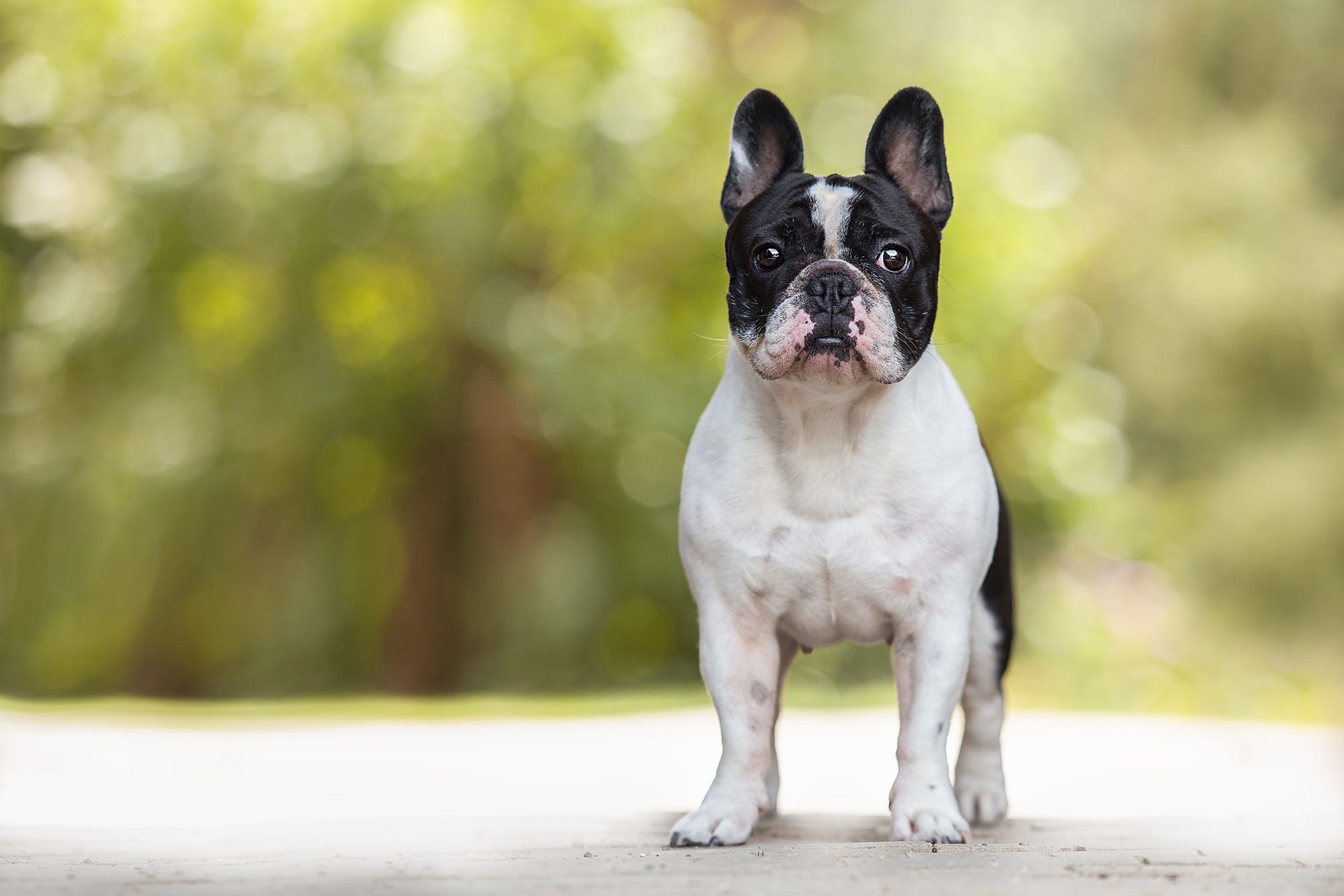 Free download wallpaper Dogs, Dog, Animal, French Bulldog, Depth Of Field on your PC desktop